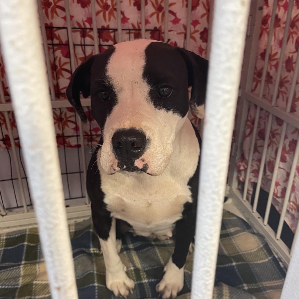 Enlarge Abigail, a Adoptable mixed breed in Dickinson, TX image 2/5