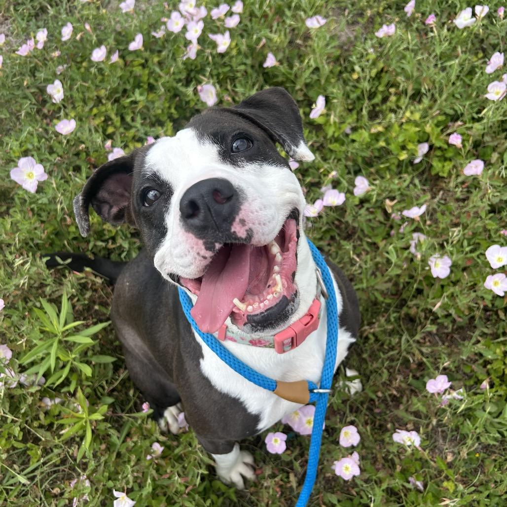 Enlarge Abigail, a Adoptable mixed breed in Dickinson, TX image 3/6