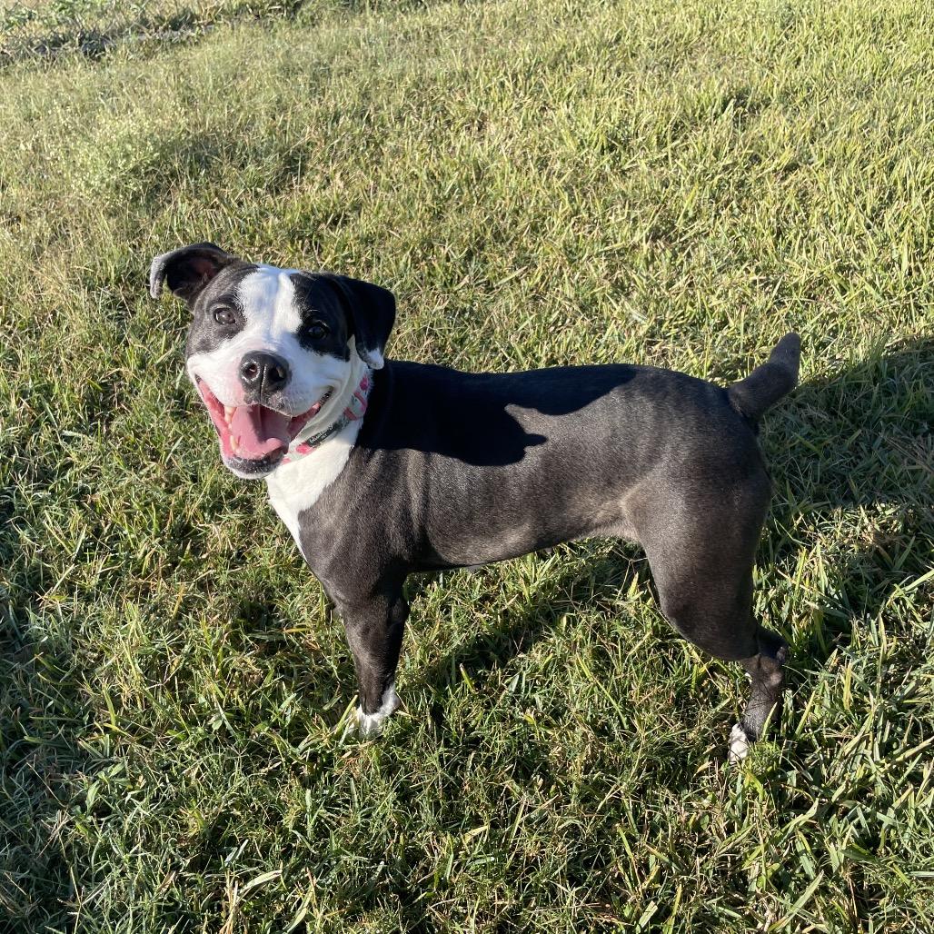 Enlarge Abigail, a Adoptable mixed breed in Dickinson, TX image 3/5