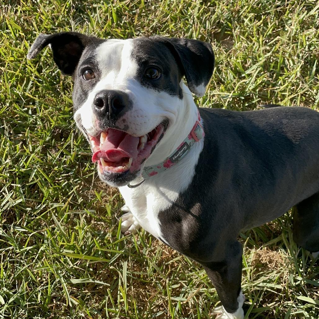 Enlarge Abigail, a Adoptable mixed breed in Dickinson, TX image 4/5