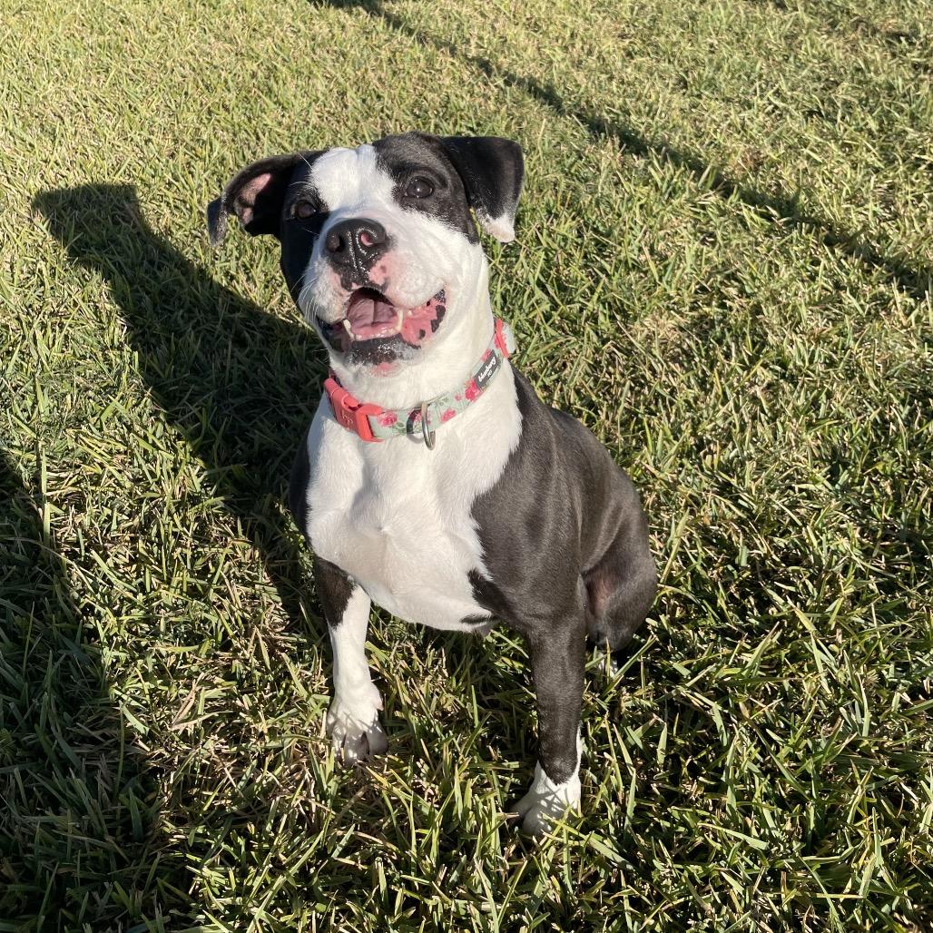 Enlarge Abigail, a Adoptable mixed breed in Dickinson, TX image 5/5