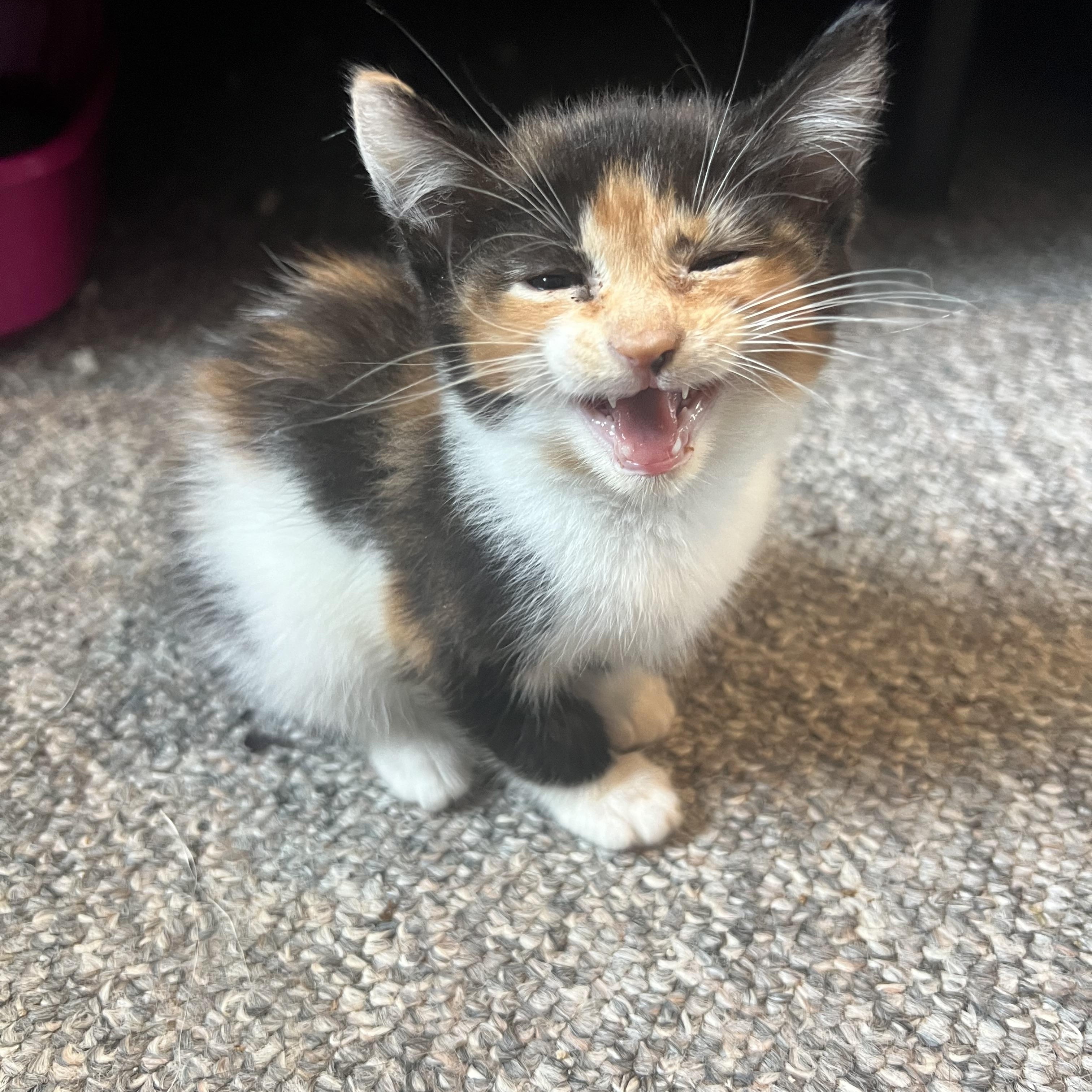 Moonpie, a Adopted Calico in Berkeley Springs, WV image 2/4