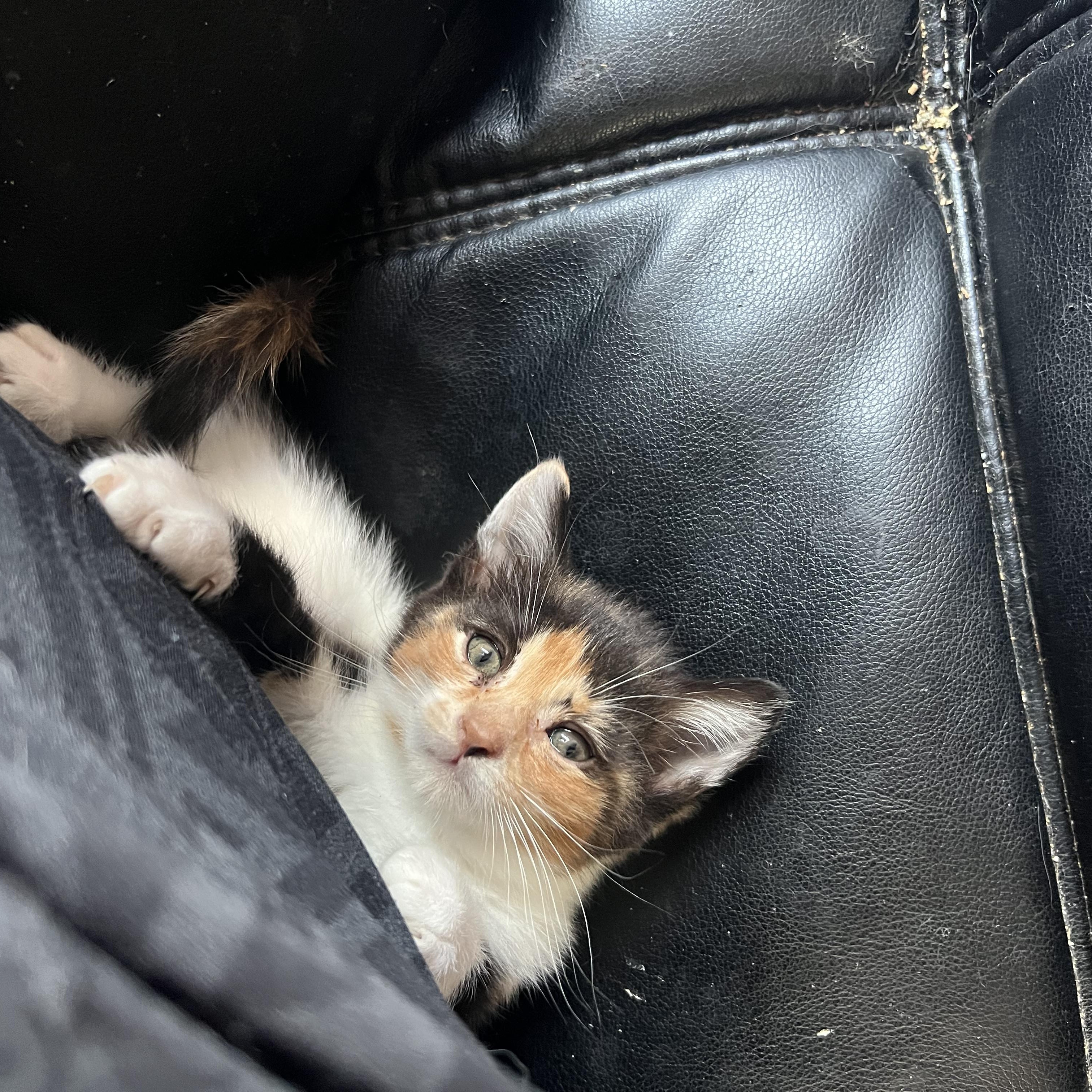 Moonpie, a Adopted Calico in Berkeley Springs, WV image 3/4