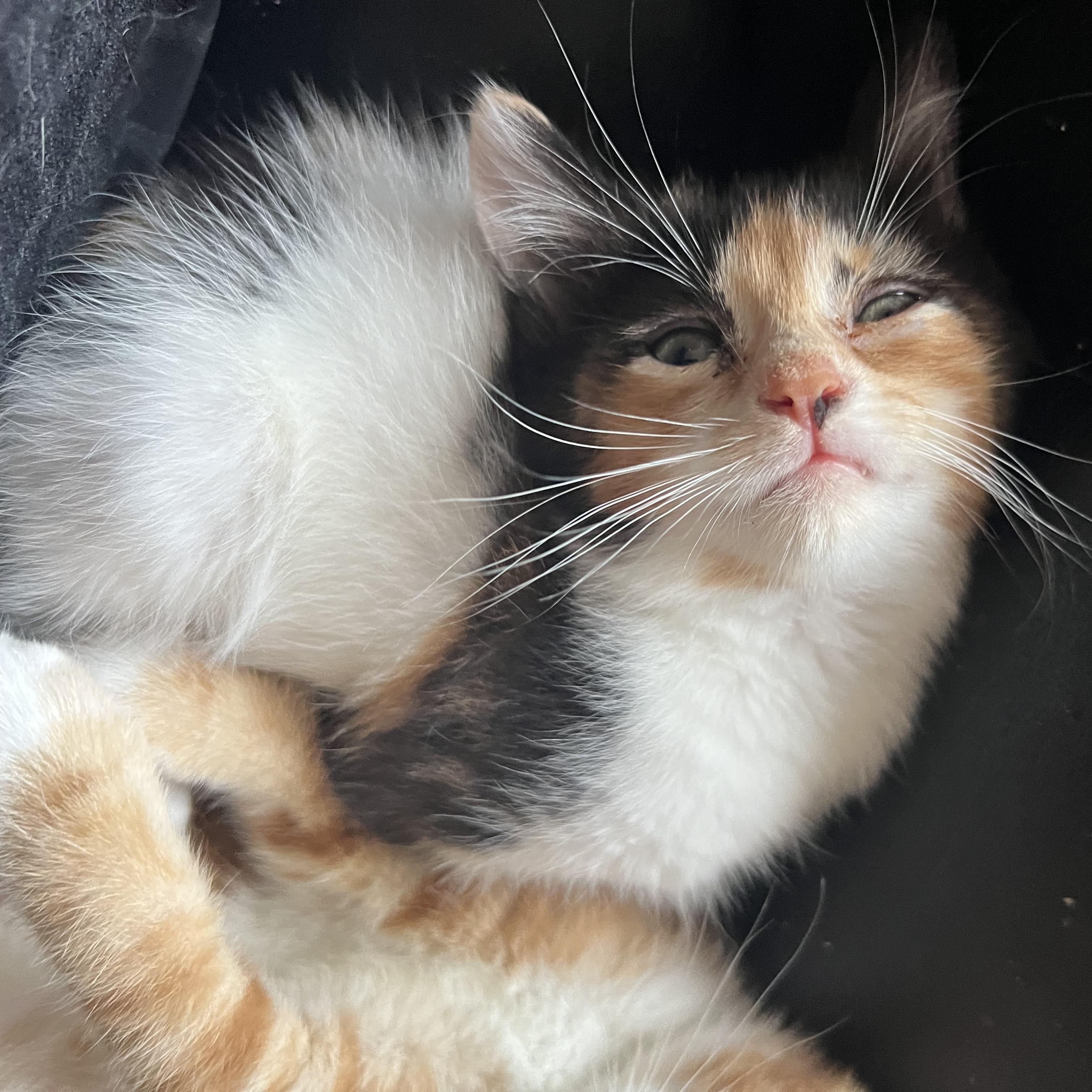 Moonpie, a Adopted Calico in Berkeley Springs, WV image 4/4