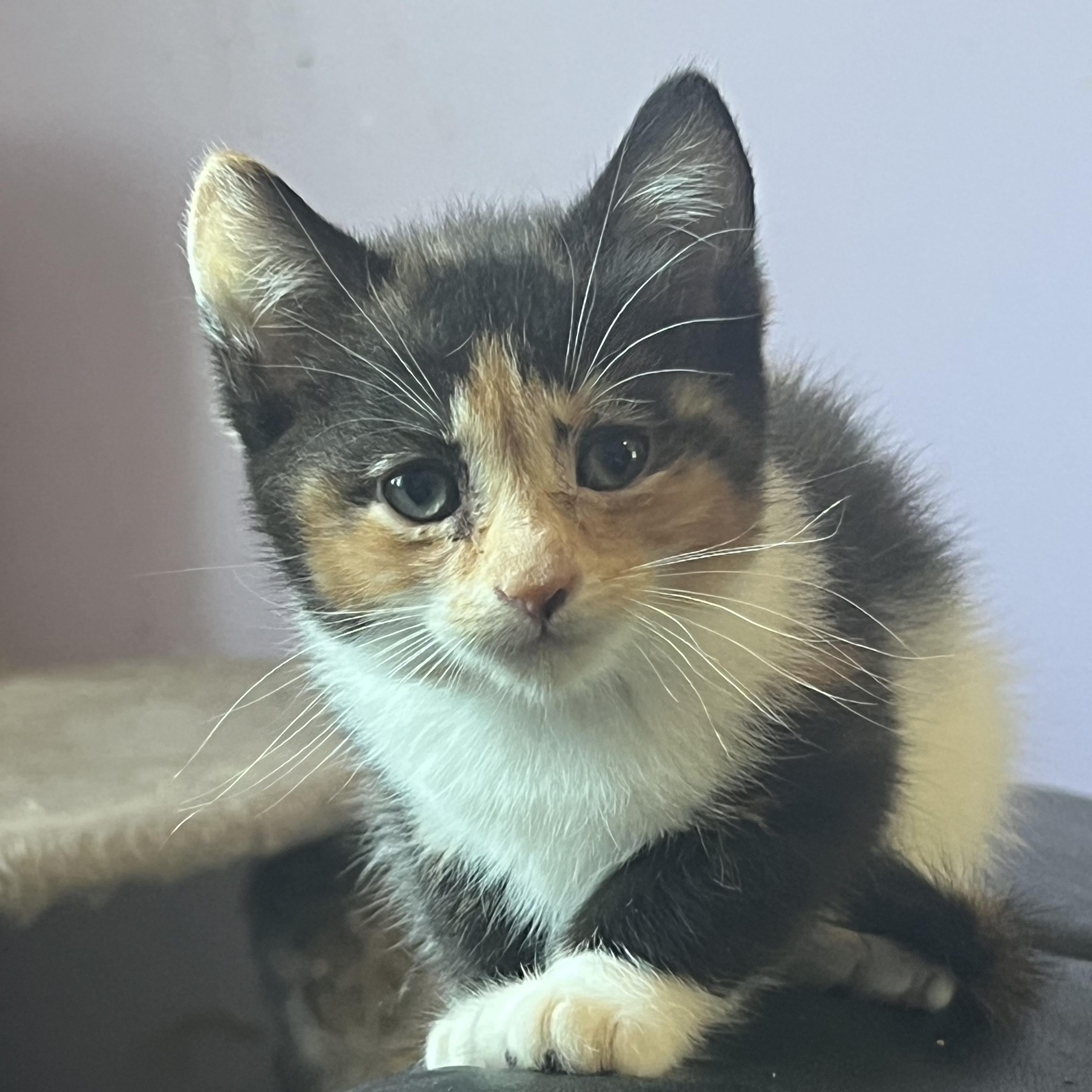 Moonpie, a Adopted Calico in Berkeley Springs, WV image 1/4