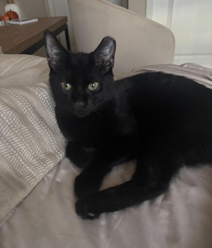 Danner, a Adoptable Domestic Short Hair in Statesboro, GA image 1/3