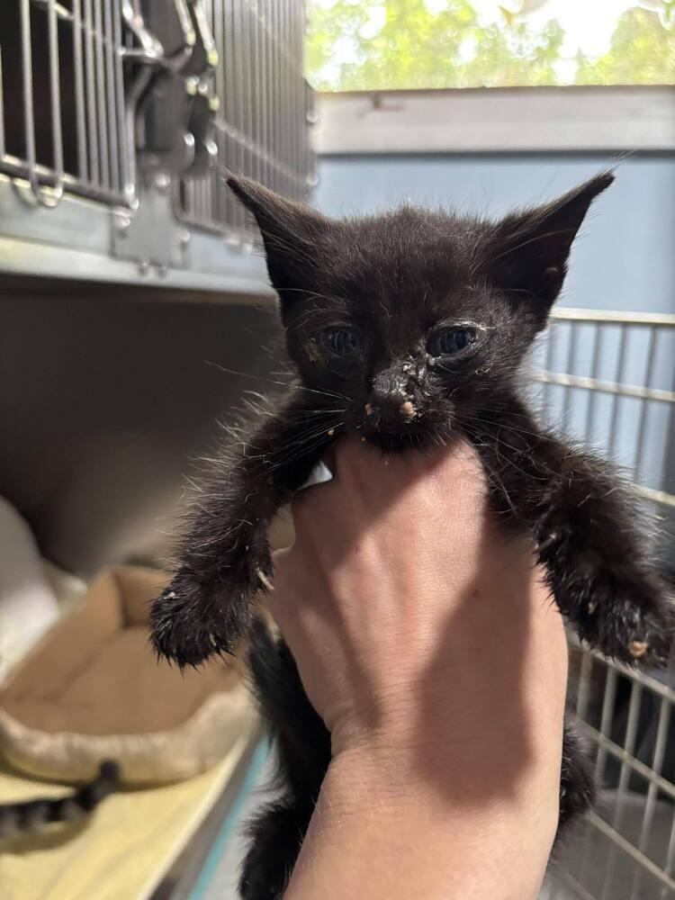 Danner, a Adoptable Domestic Short Hair in Statesboro, GA image 2/3