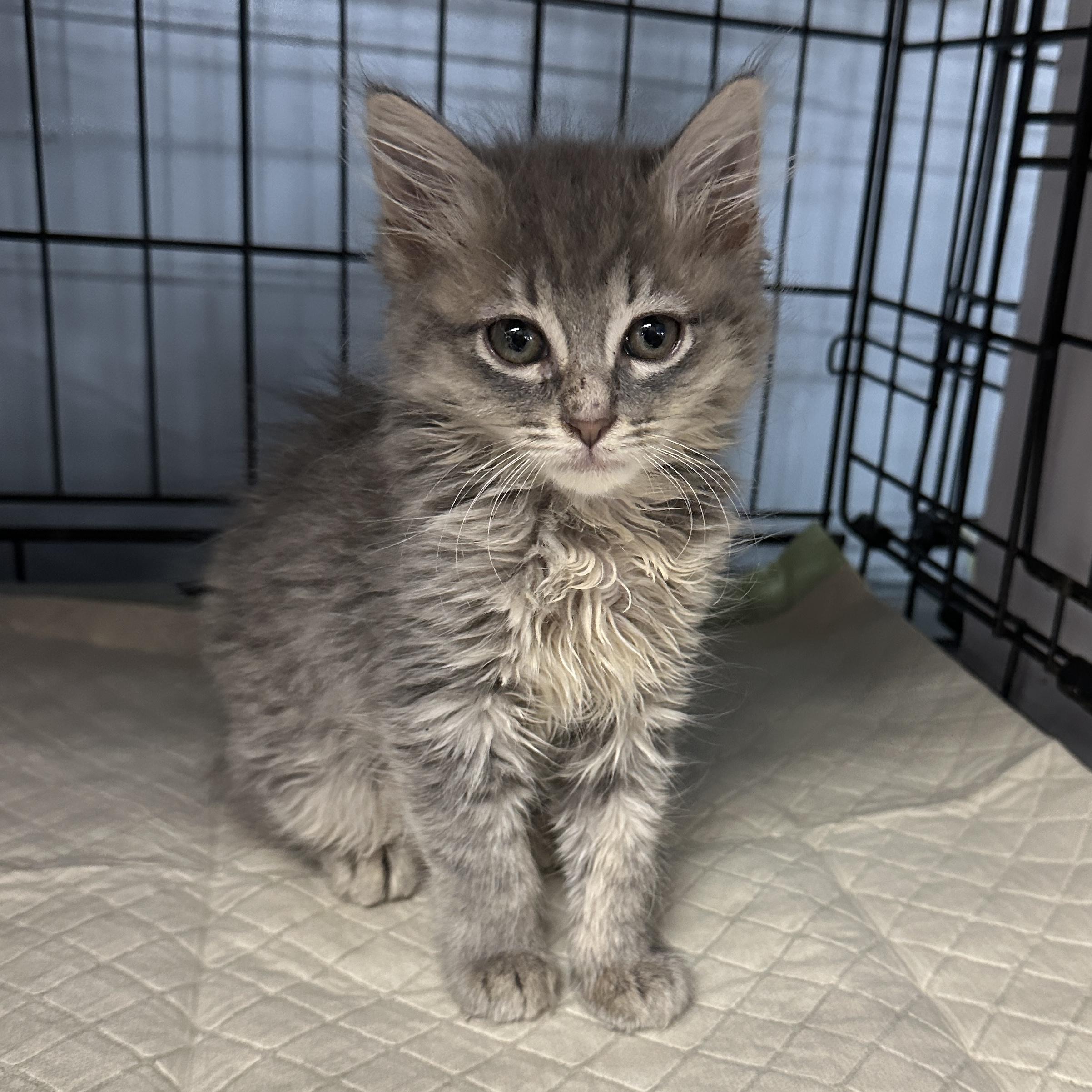 Cynthia, Baby Female Domestic Medium Hair