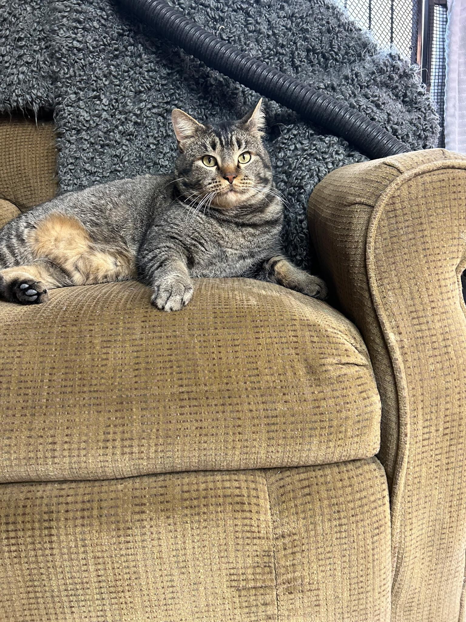 Patrick, a ADOPTABLE American Shorthair in Pueblo, CO image 2/2