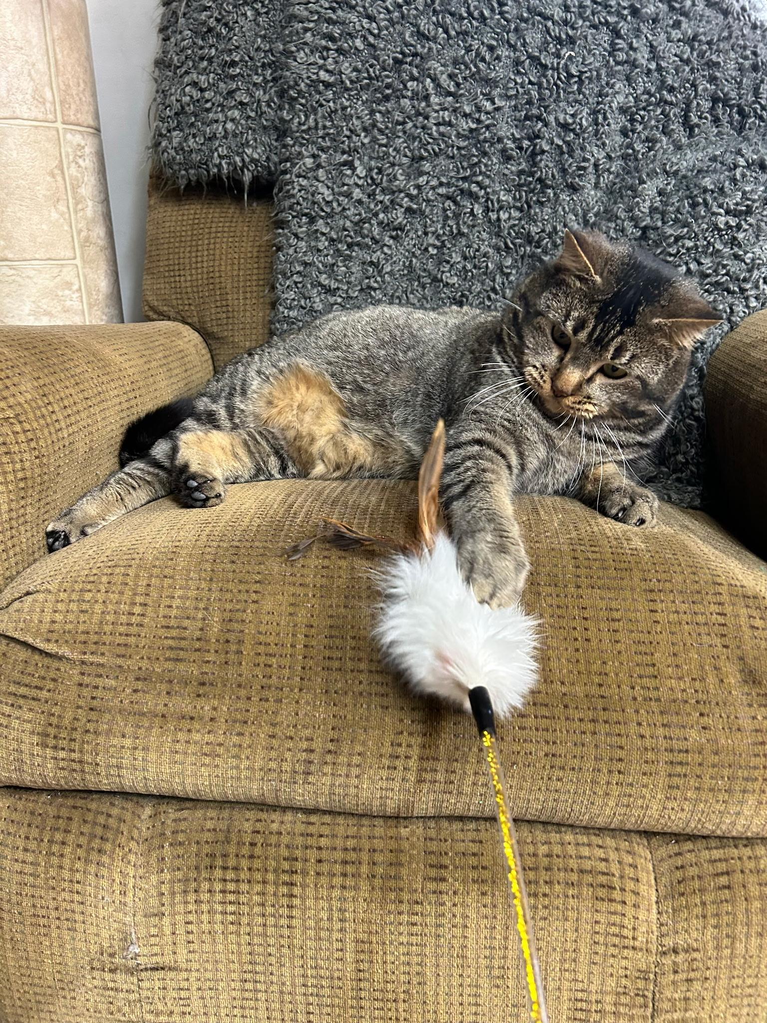 Patrick, a ADOPTABLE American Shorthair in Pueblo, CO image 1/2