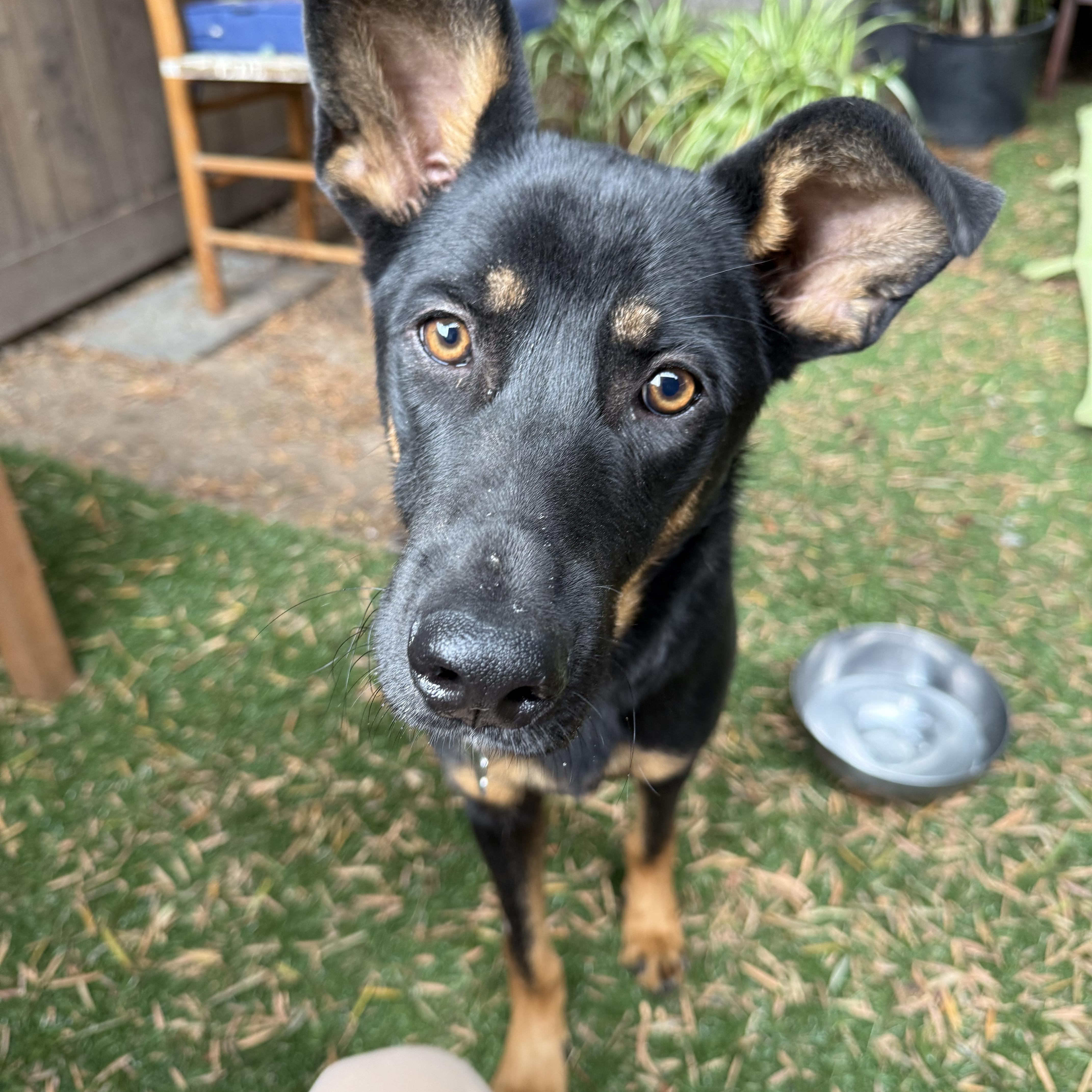 Iggy, a Adoptable German Shepherd Dog in Thousand Oaks, CA image 2/5