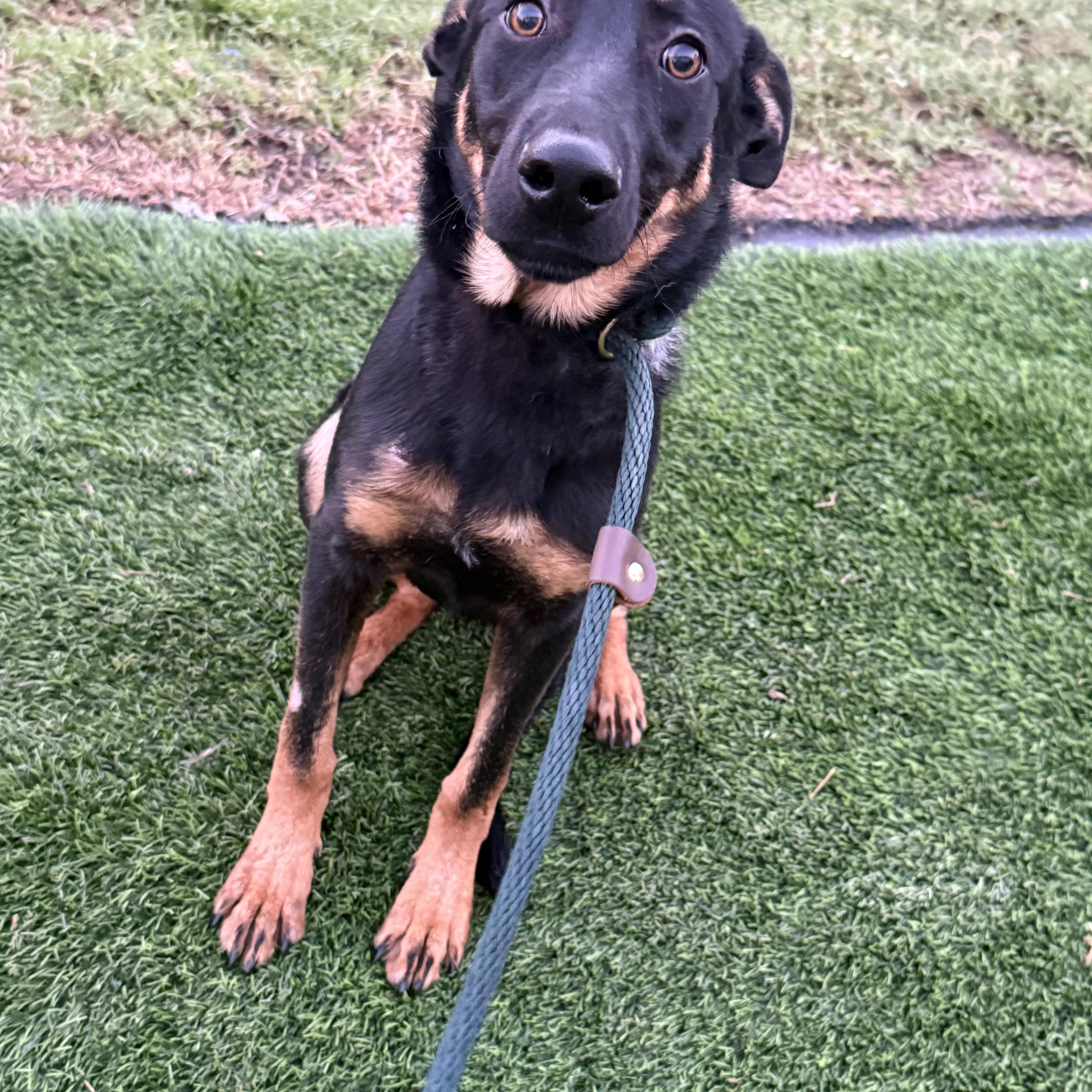 Iggy, a Adoptable German Shepherd Dog in Thousand Oaks, CA image 4/5