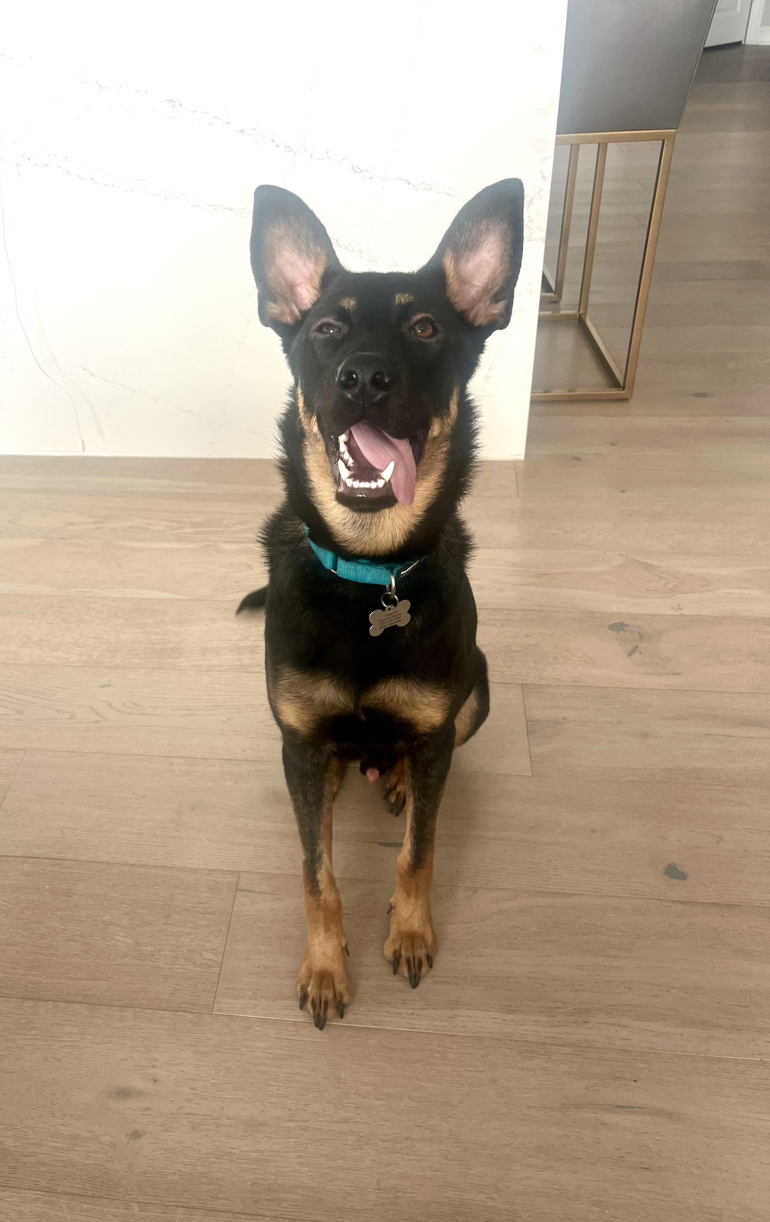 Iggy, Adoptable, Young Male German Shepherd Dog.