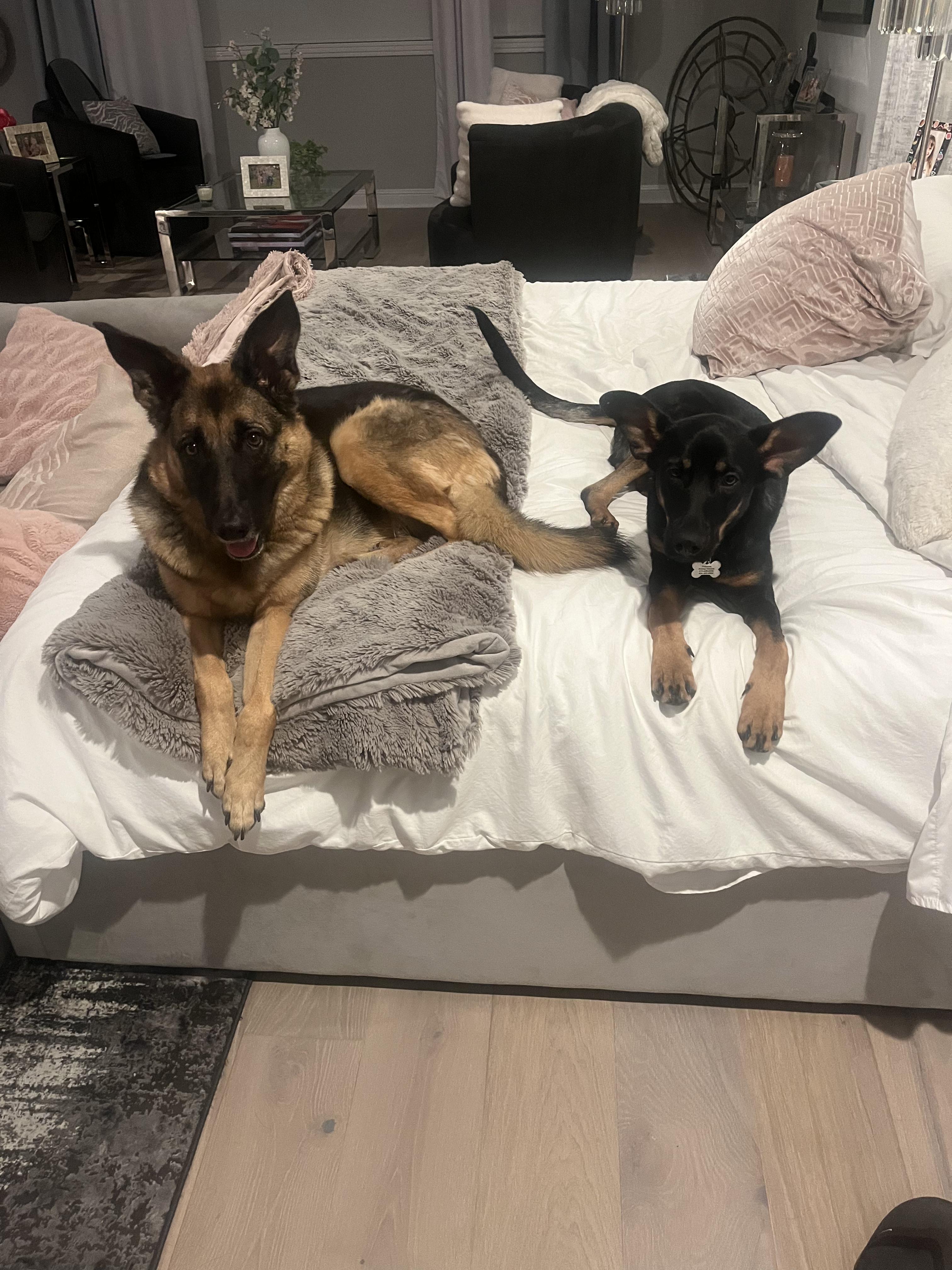 Iggy, a Adoptable German Shepherd Dog in Thousand Oaks, CA image 5/5