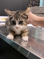 Enlarge Dewey, a Adoptable Domestic Short Hair in Williamsport, PA image 1/1