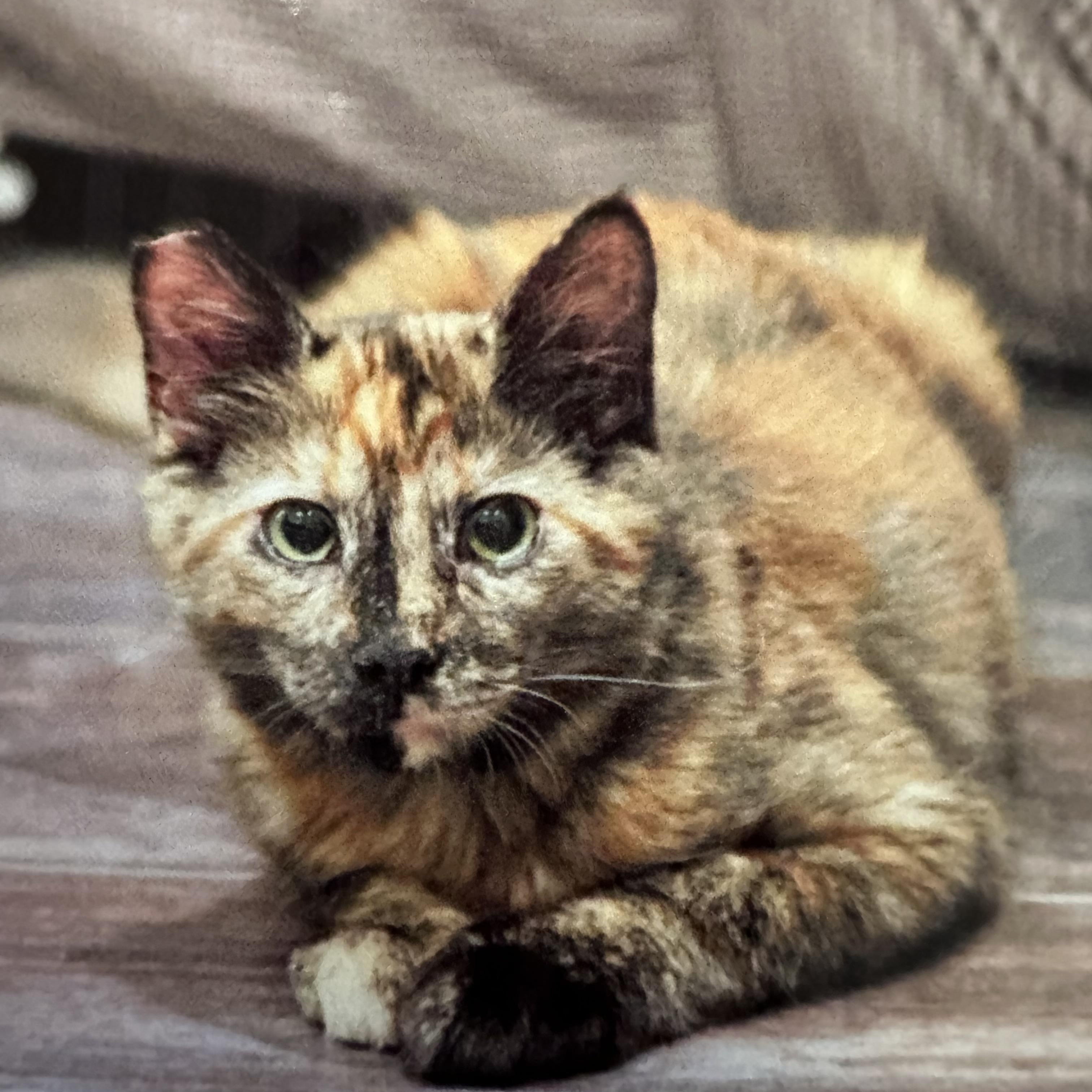 Flora, a Adoptable Tortoiseshell in Sacramento, CA image 1/4