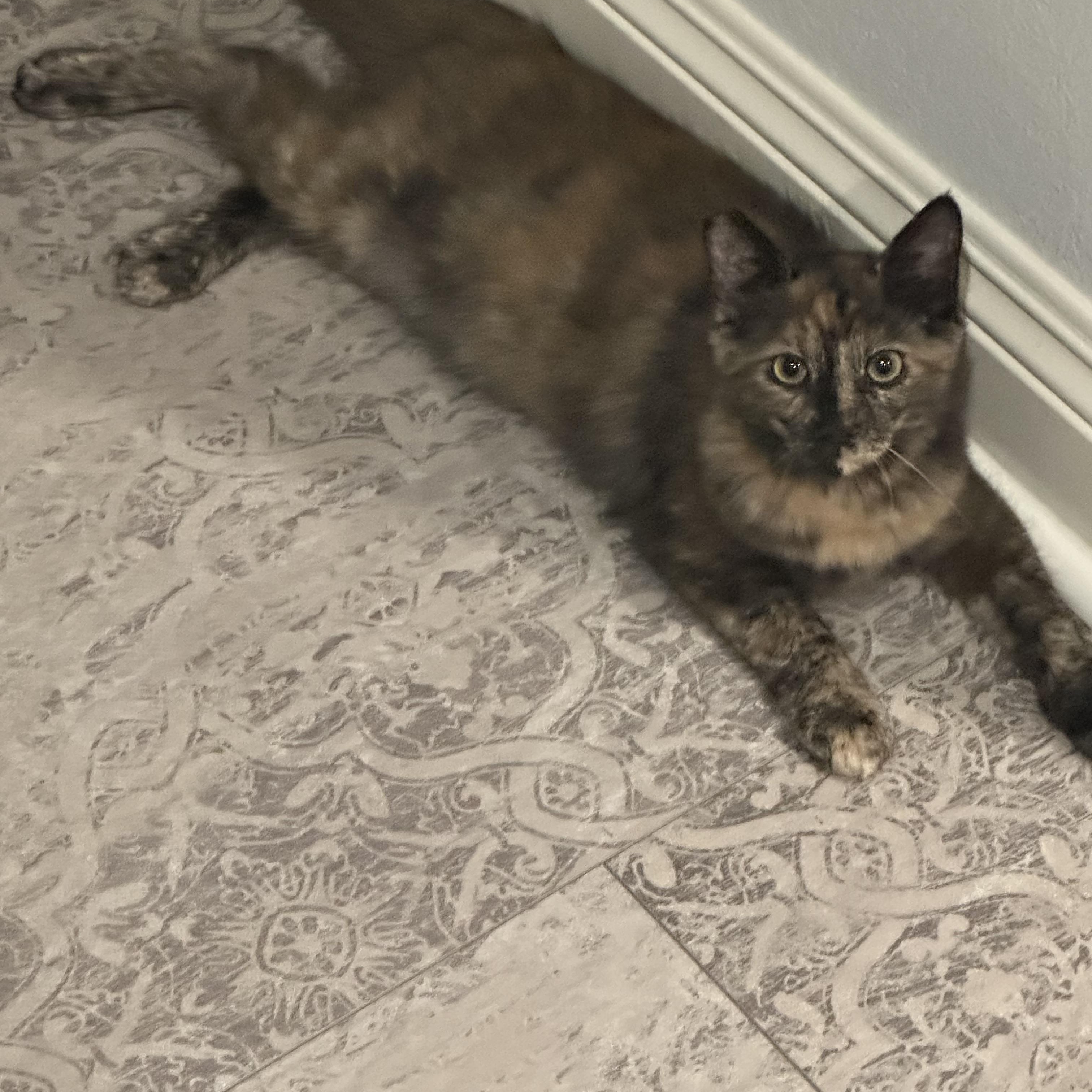 Flora, a Adoptable Tortoiseshell in Sacramento, CA image 2/4