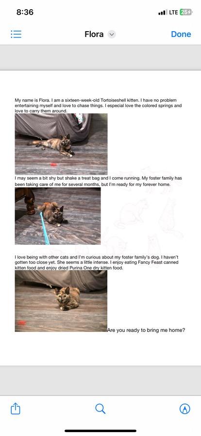 Flora, a Adoptable Tortoiseshell in Sacramento, CA image 4/4