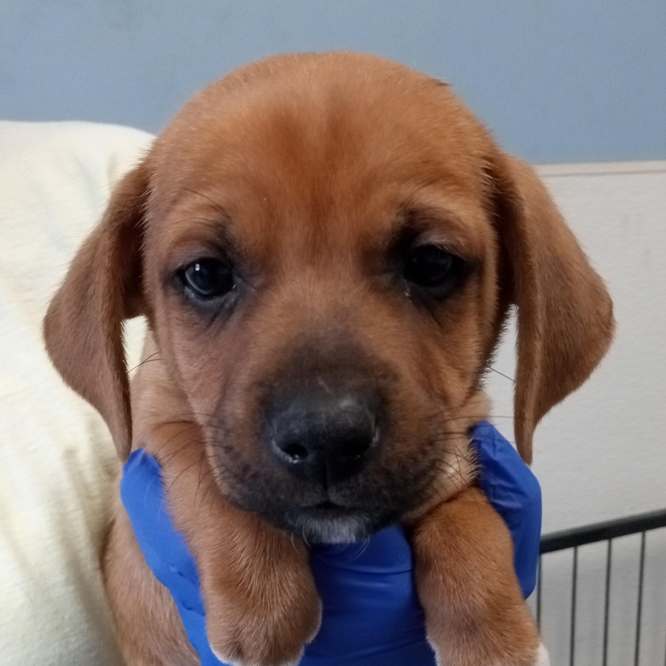 Gus, ADOPTABLE, Puppy Male Feist.