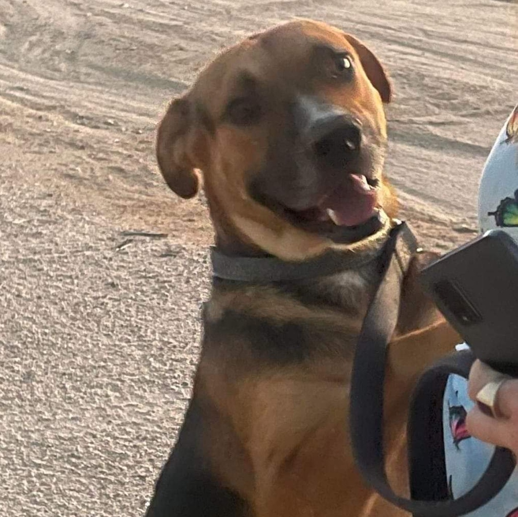 Tom, Adoptable, Adult Male German Shepherd Dog.