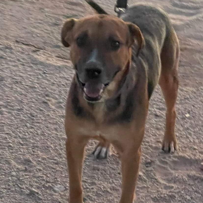 Enlarge Tom, a Adoptable German Shepherd Dog in Seal Beach, CA image 2/4