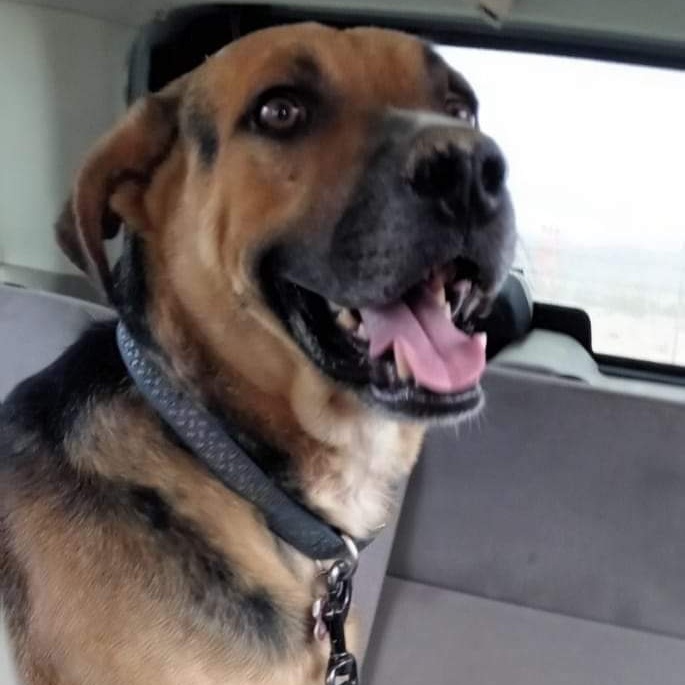Enlarge Tom, a Adoptable German Shepherd Dog in Seal Beach, CA image 3/4