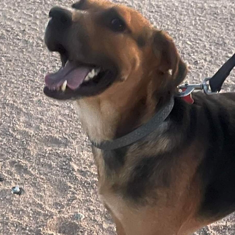 Enlarge Tom, a Adoptable German Shepherd Dog in Seal Beach, CA image 4/4