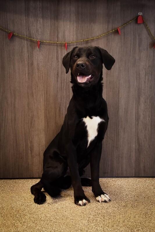 Matthew, Adoptable, Young Male Labrador Retriever & Mixed Breed.