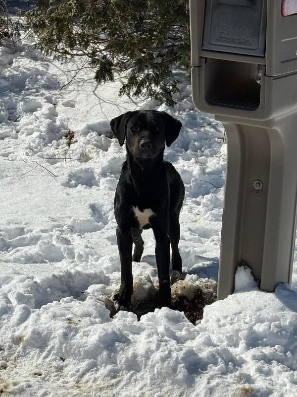 Matthew, a Adoptable mixed breed in Georgetown, OH image 2/3