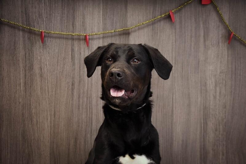 Matthew, a Adoptable mixed breed in Georgetown, OH image 3/3