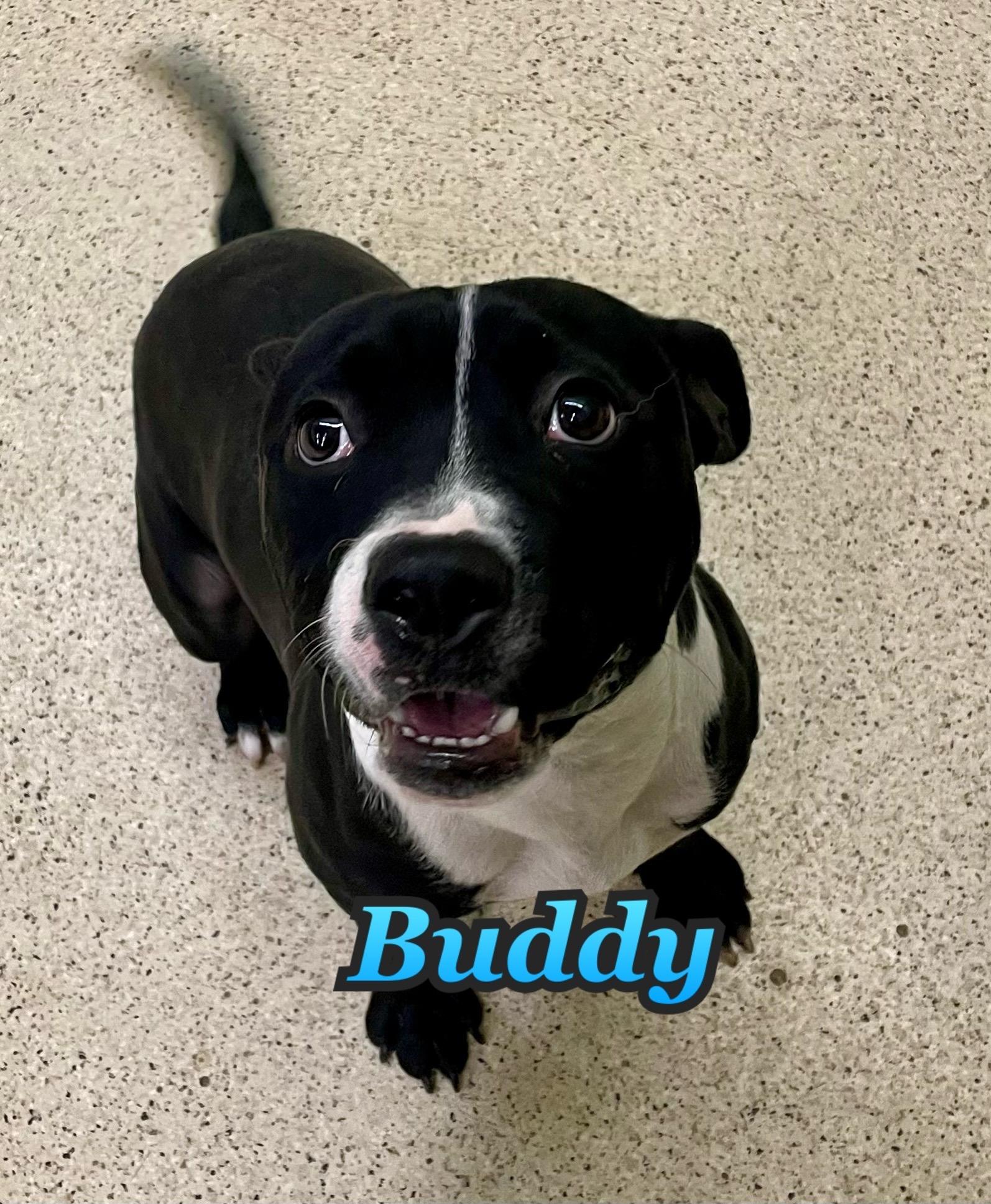 Buddy, Adoptable, Young Male Terrier.