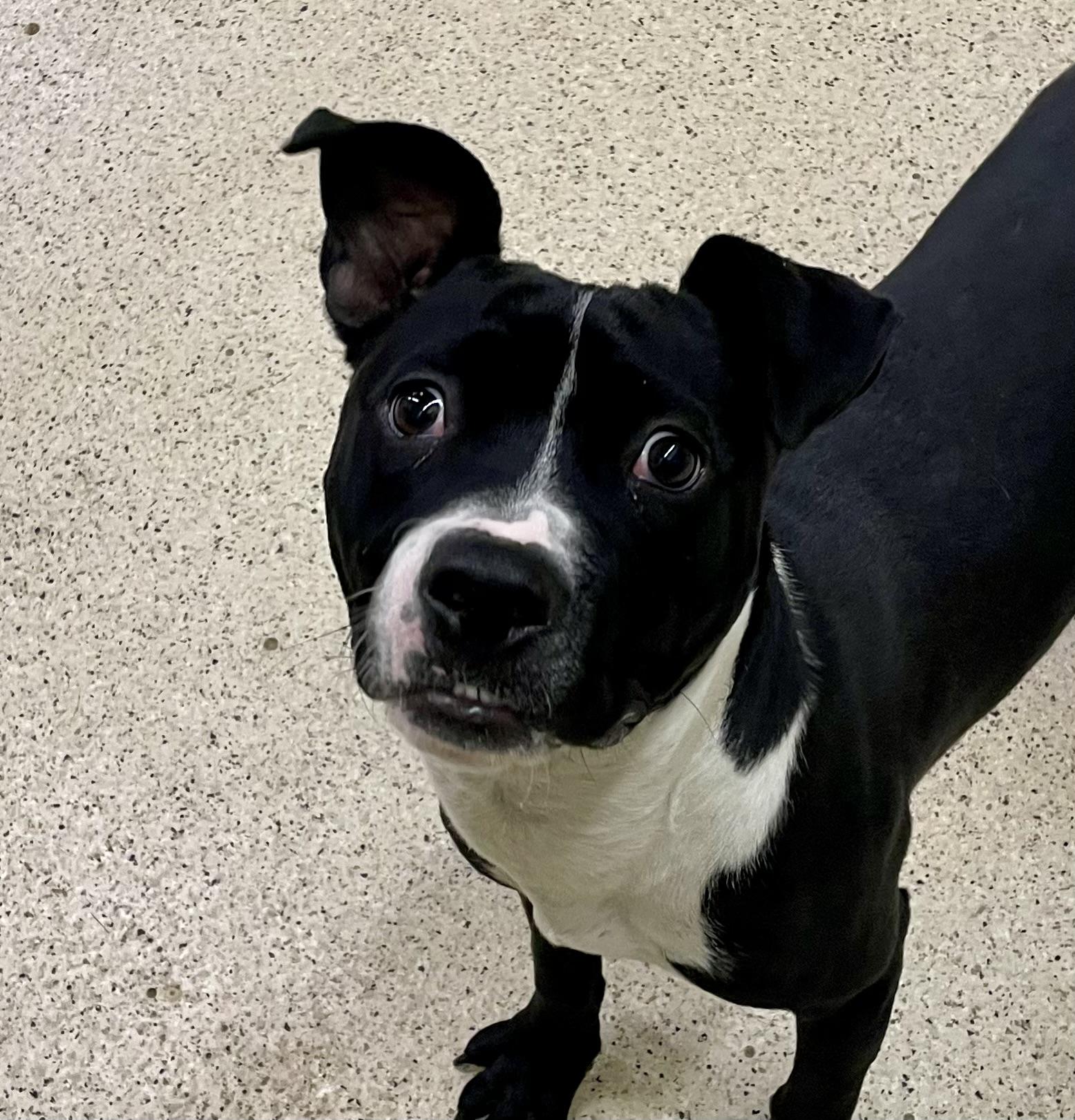 Enlarge Buddy, a Adoptable mixed breed in Muncie, IN image 3/6