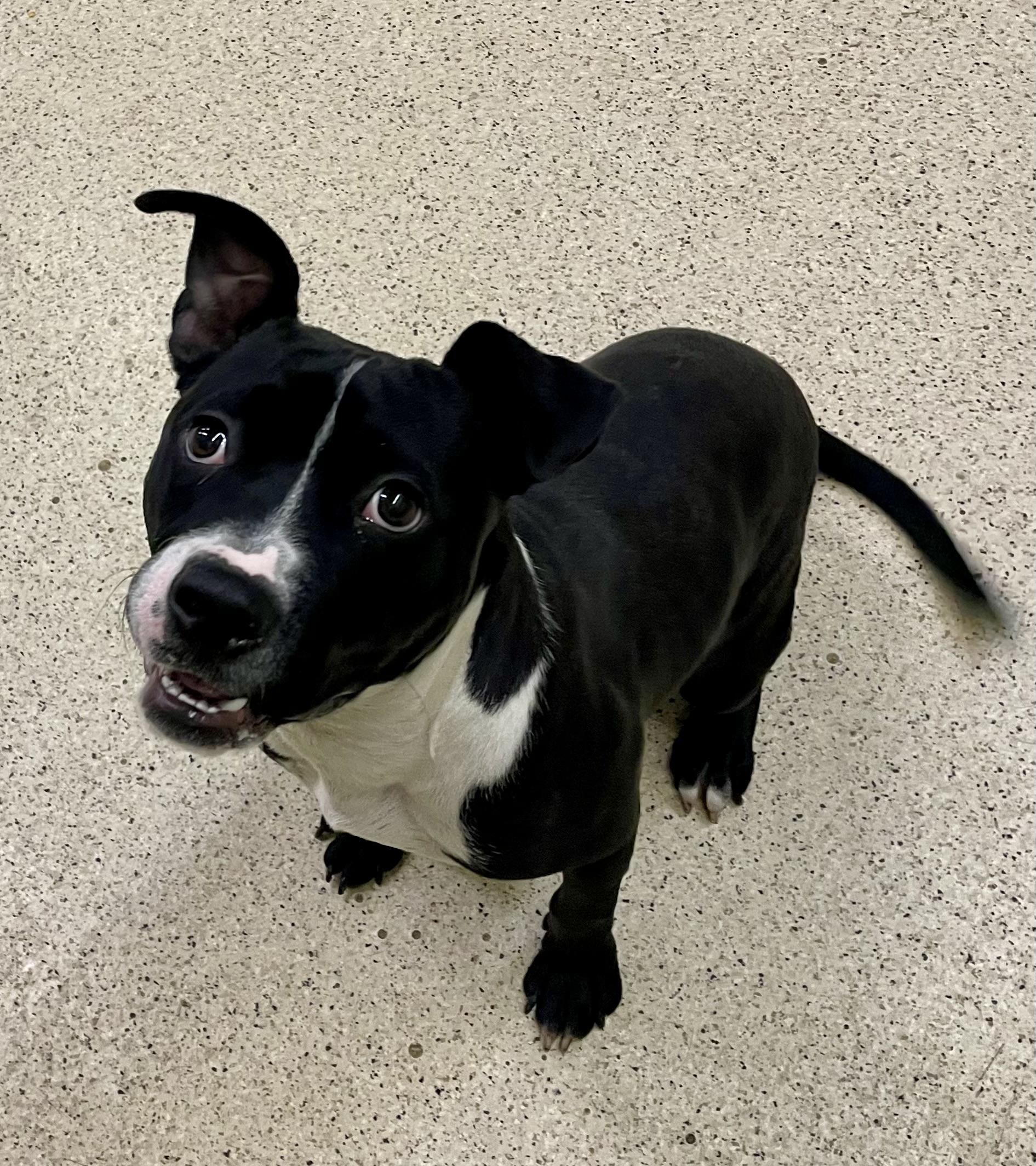 Enlarge Buddy, a Adoptable mixed breed in Muncie, IN image 5/6