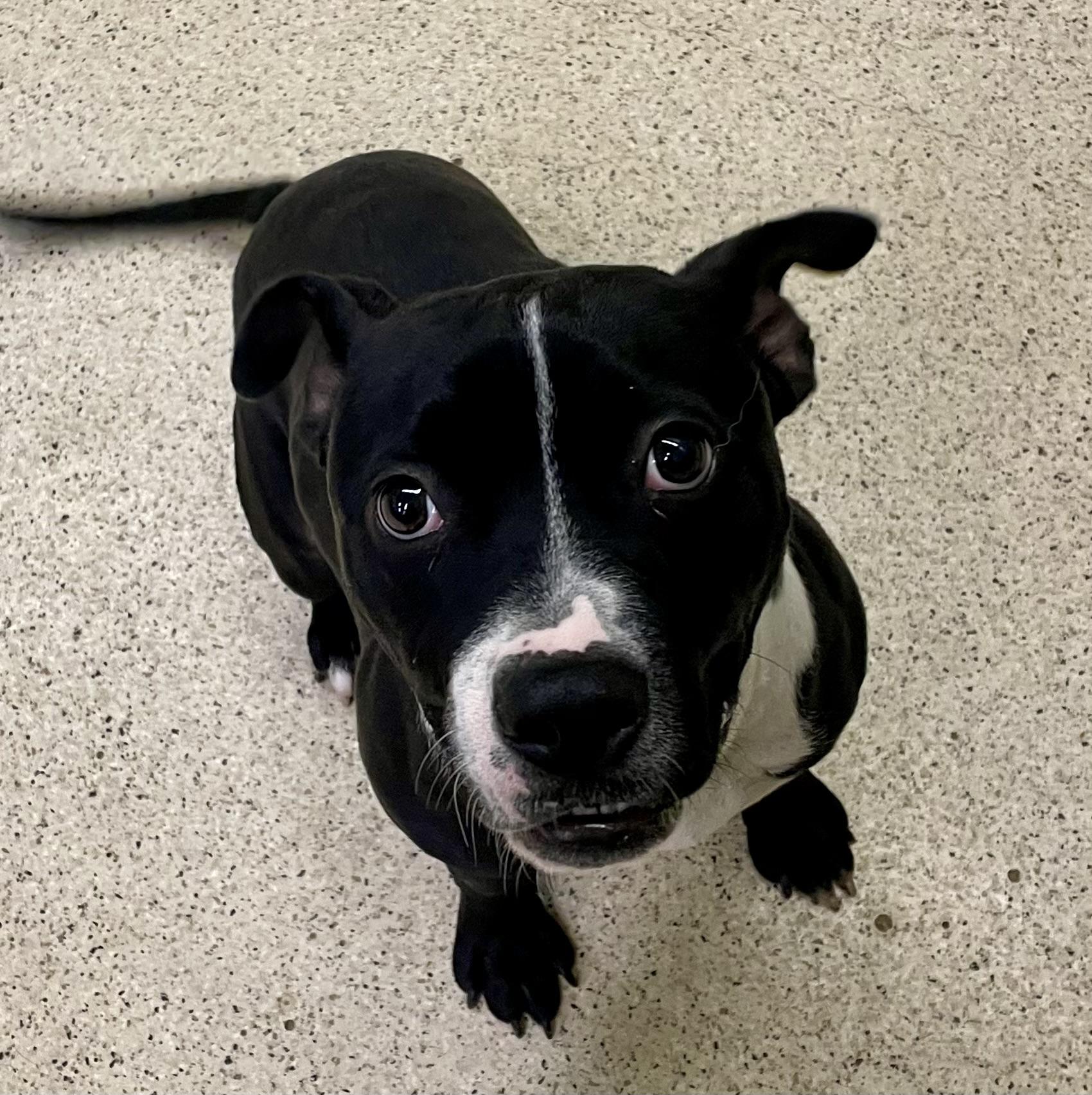 Enlarge Buddy, a Adoptable mixed breed in Muncie, IN image 6/6