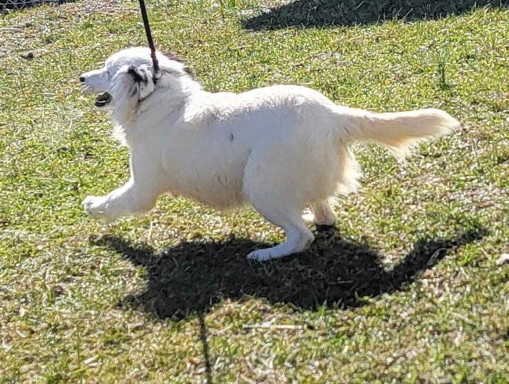 Enlarge Huey, a ADOPTABLE Border Collie in Mount Sterling, KY image 4/6
