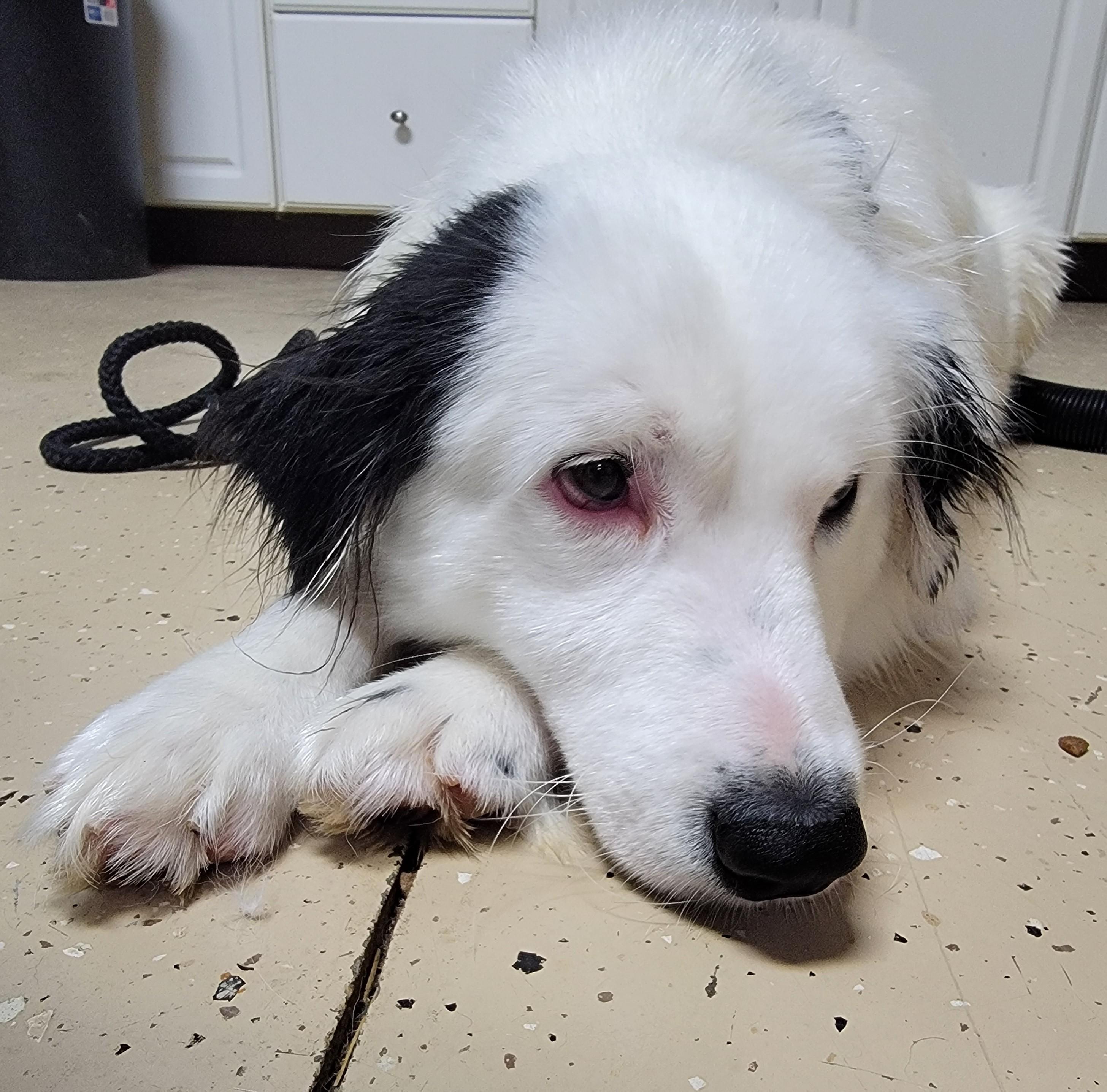 Enlarge Huey, a ADOPTABLE Border Collie in Mount Sterling, KY image 3/6