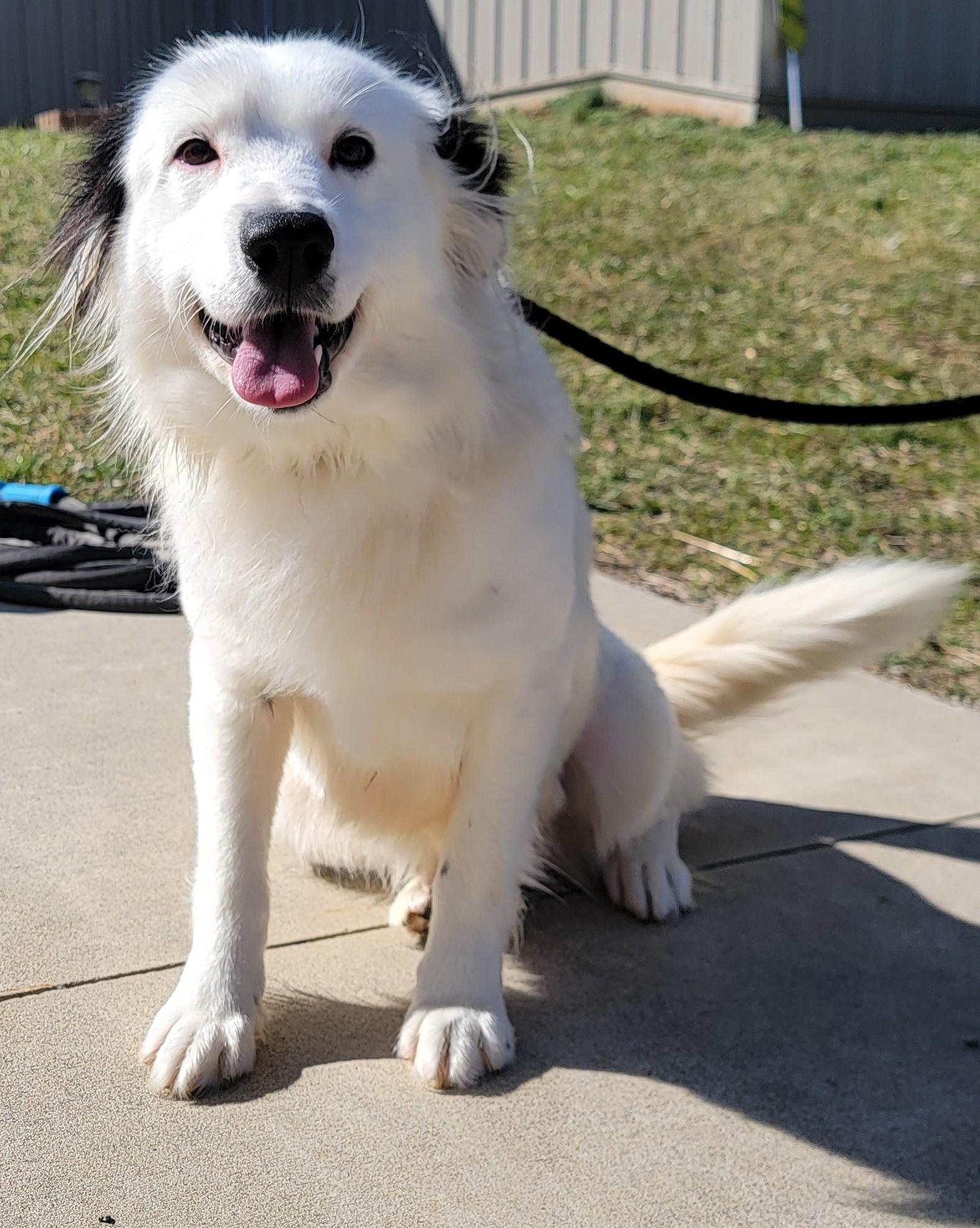 Enlarge Huey, a ADOPTABLE Border Collie in Mount Sterling, KY image 1/6