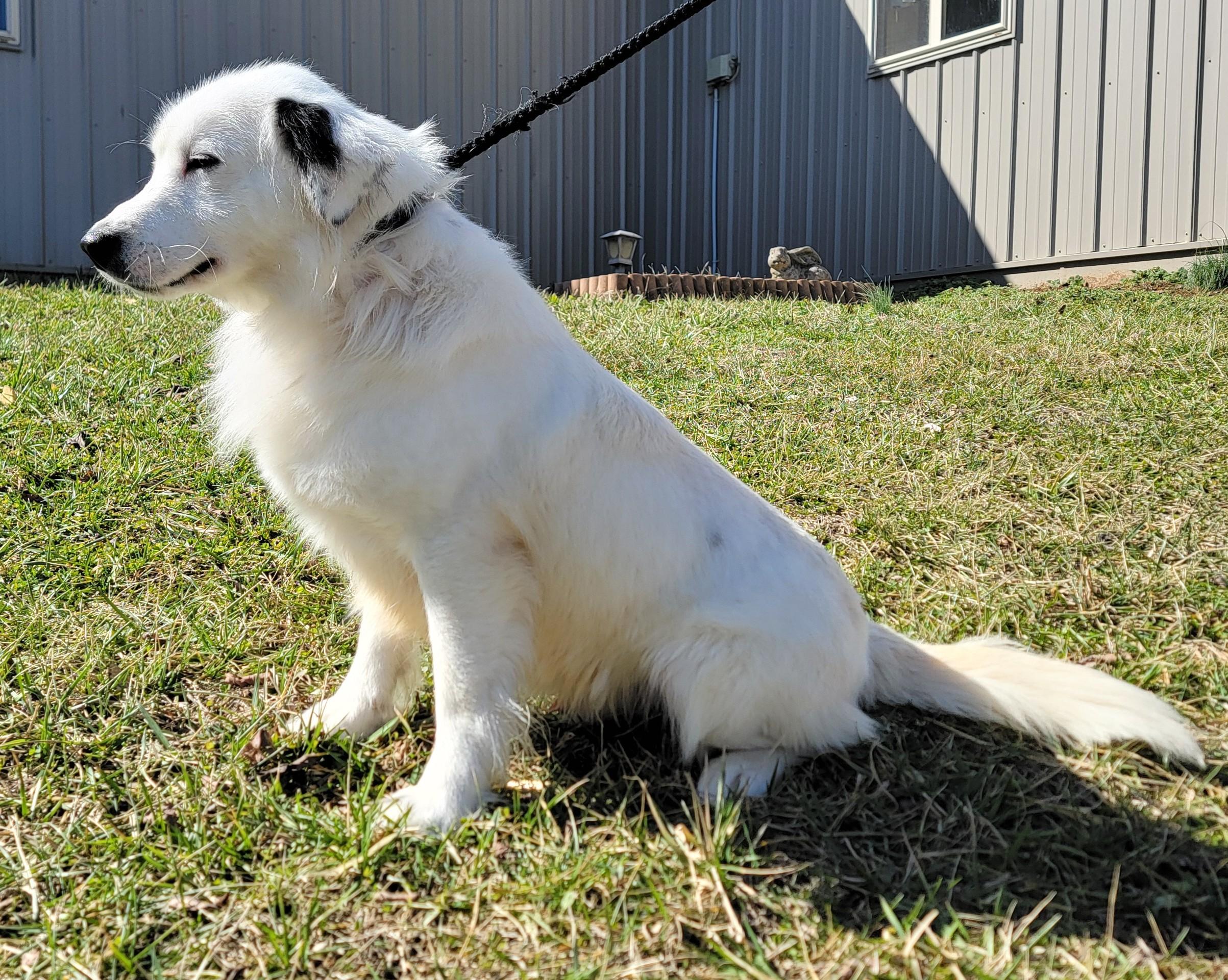 Enlarge Huey, a ADOPTABLE Border Collie in Mount Sterling, KY image 5/6
