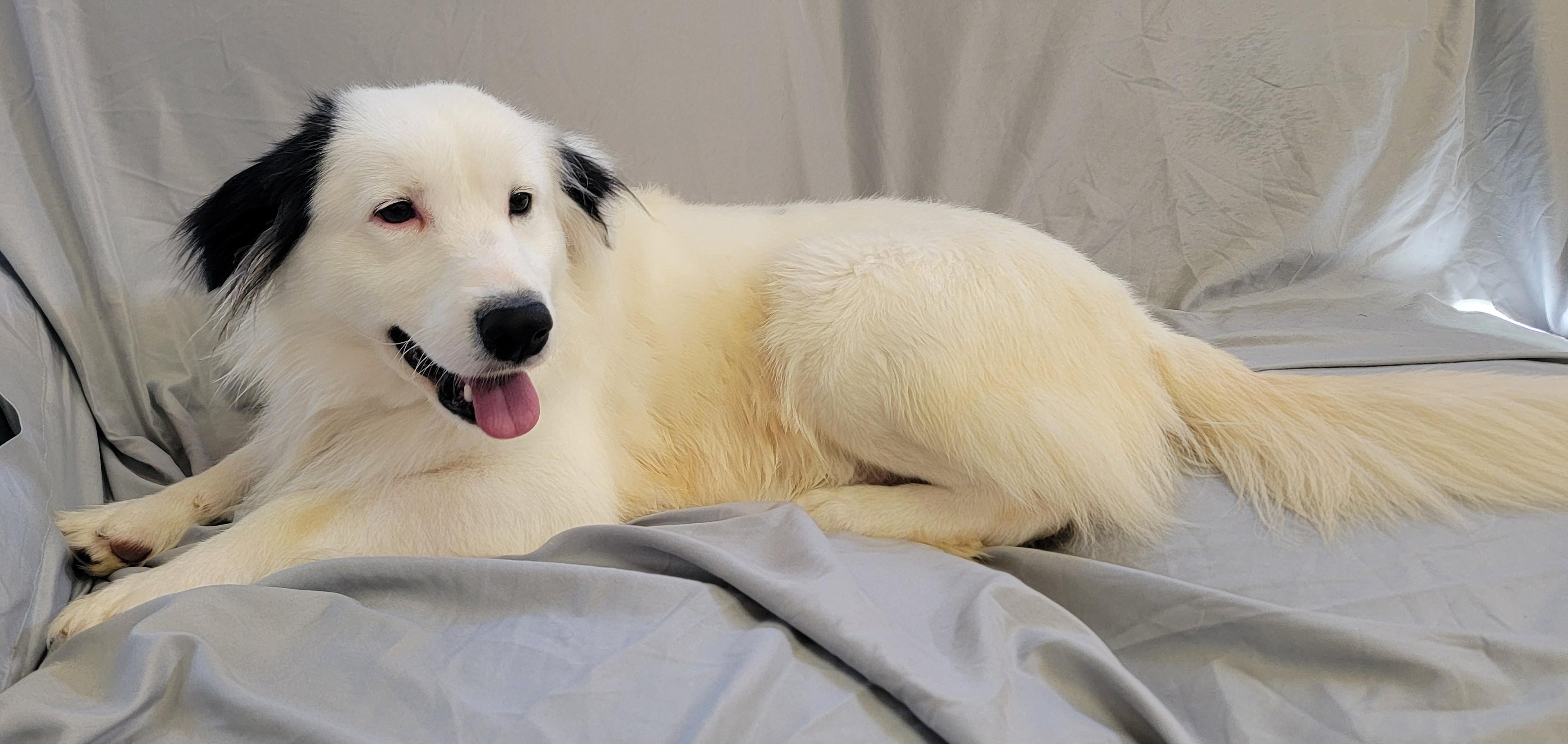 Enlarge Huey, a ADOPTABLE Border Collie in Mount Sterling, KY image 2/6