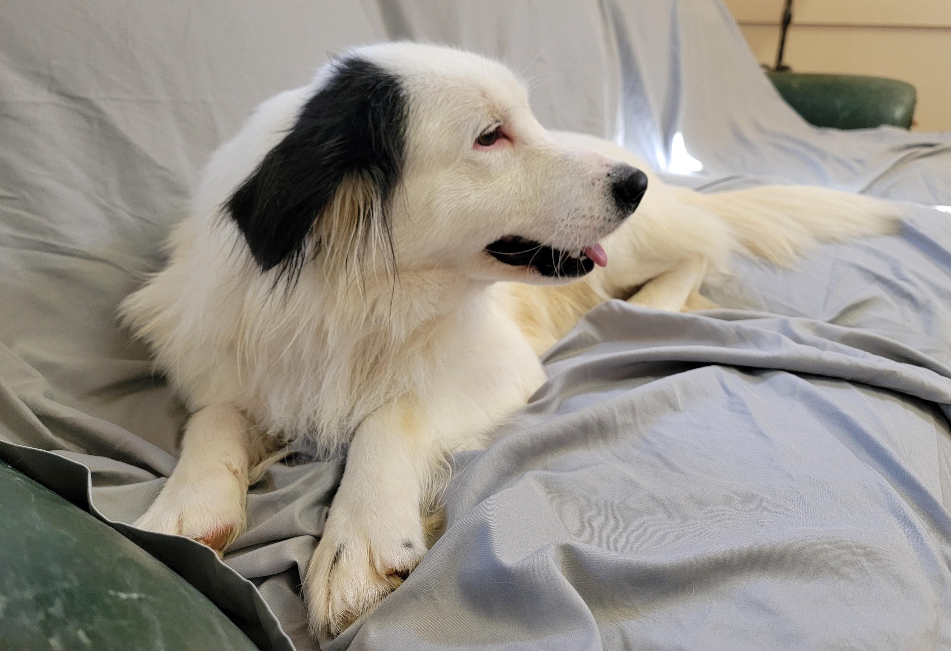 Enlarge Huey, a ADOPTABLE Border Collie in Mount Sterling, KY image 6/6