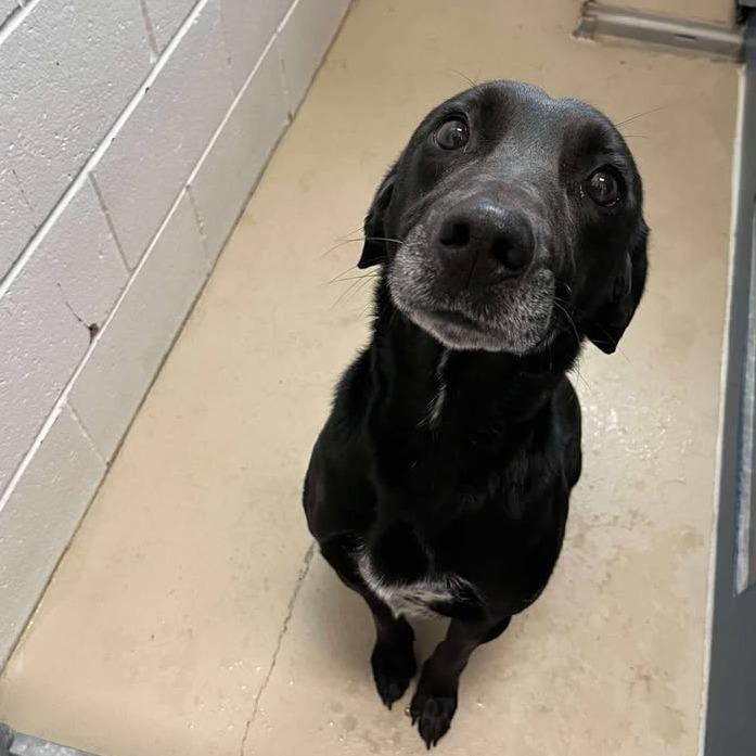 Enlarge Black Raspberry, a Adoptable mixed breed in Rexburg, ID image 2/2