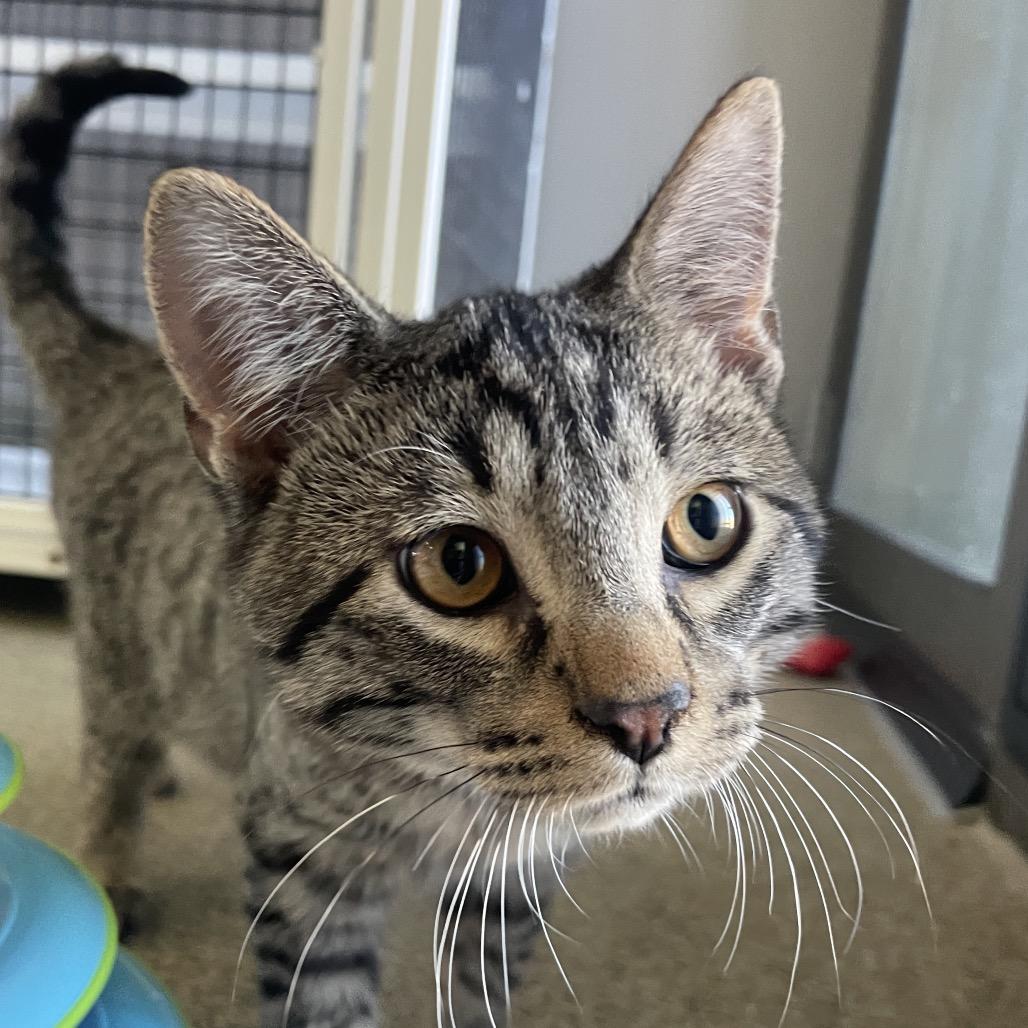 Enlarge Megan, a Adoptable Domestic Short Hair in Chicago, IL image 1/1