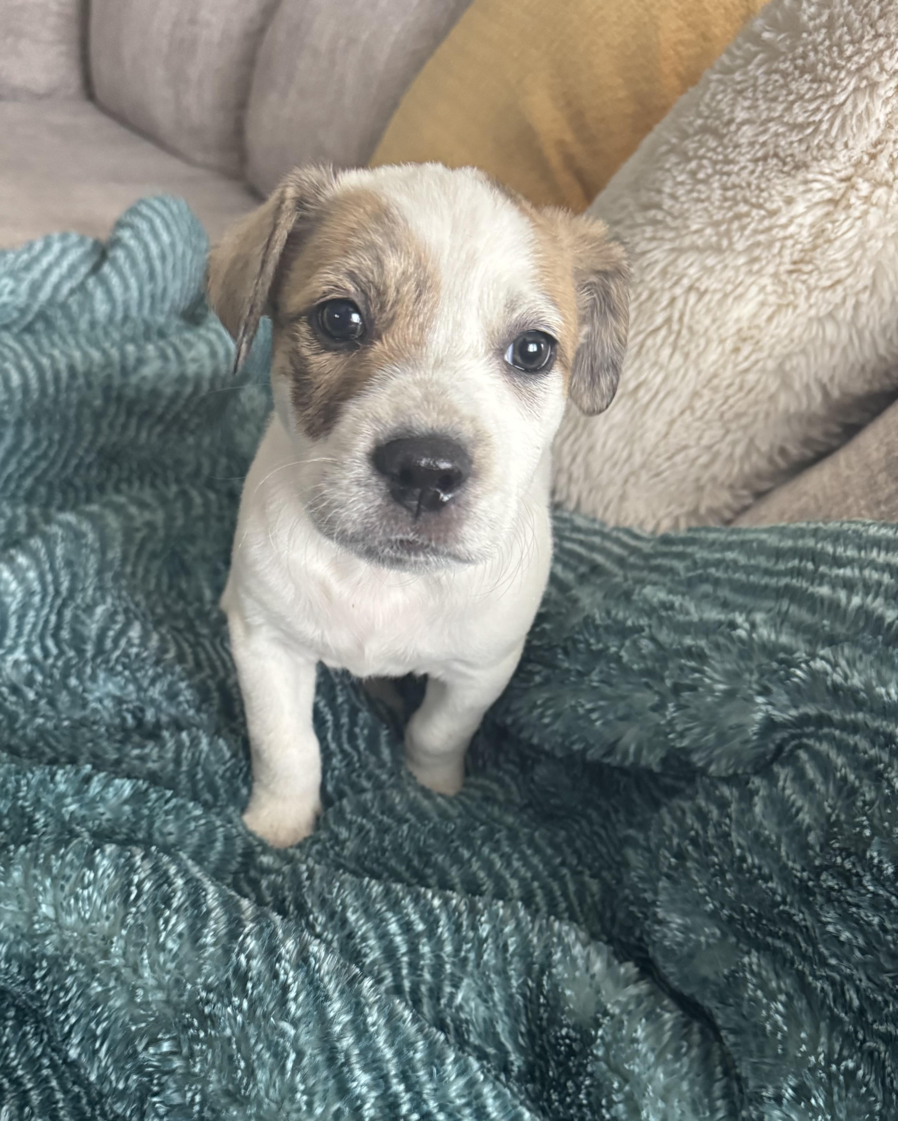 Enlarge Kia, a ADOPTABLE mixed breed in North Freedom, WI image 1/3