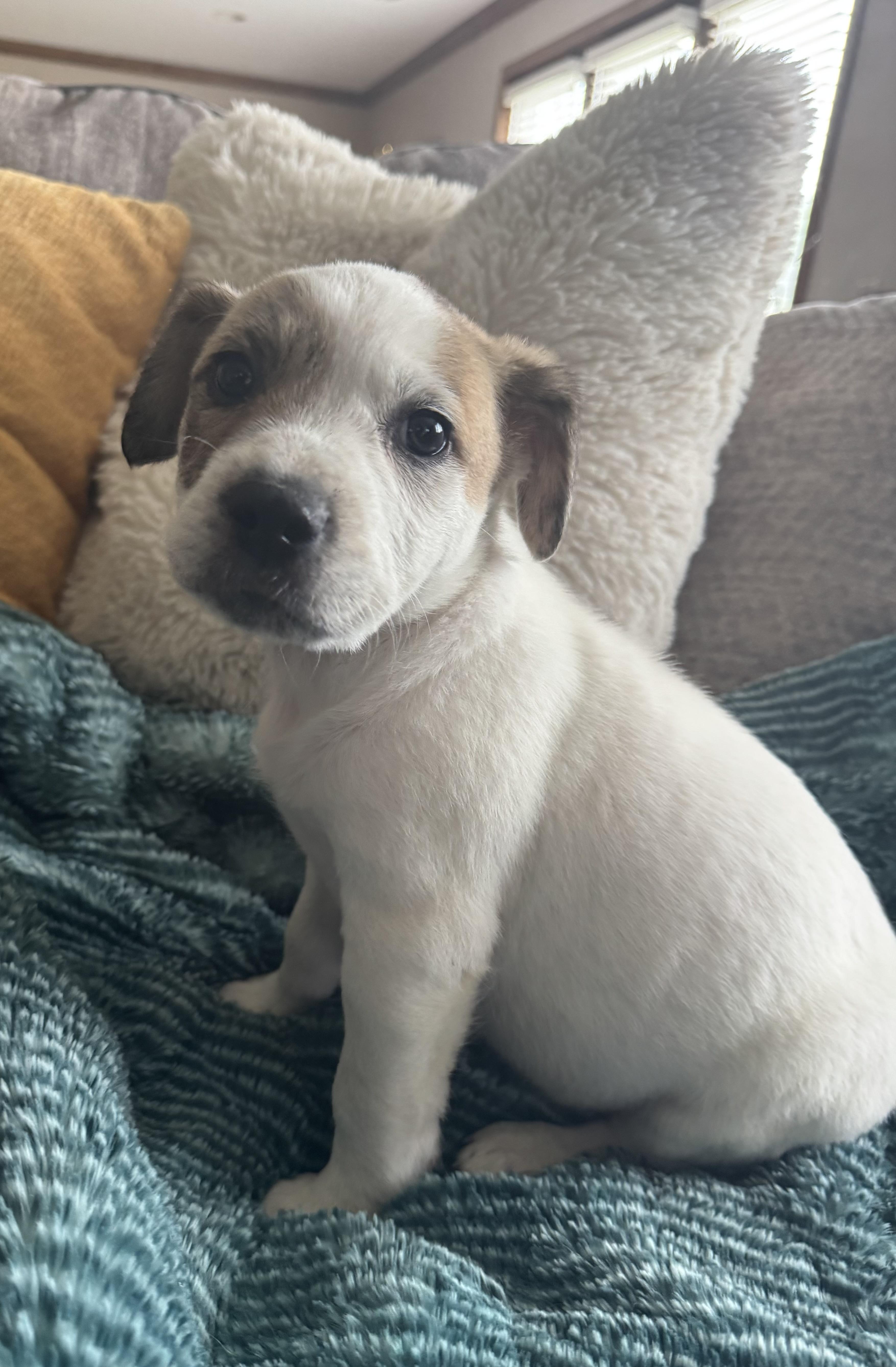 Enlarge Kia, a ADOPTABLE mixed breed in North Freedom, WI image 3/3