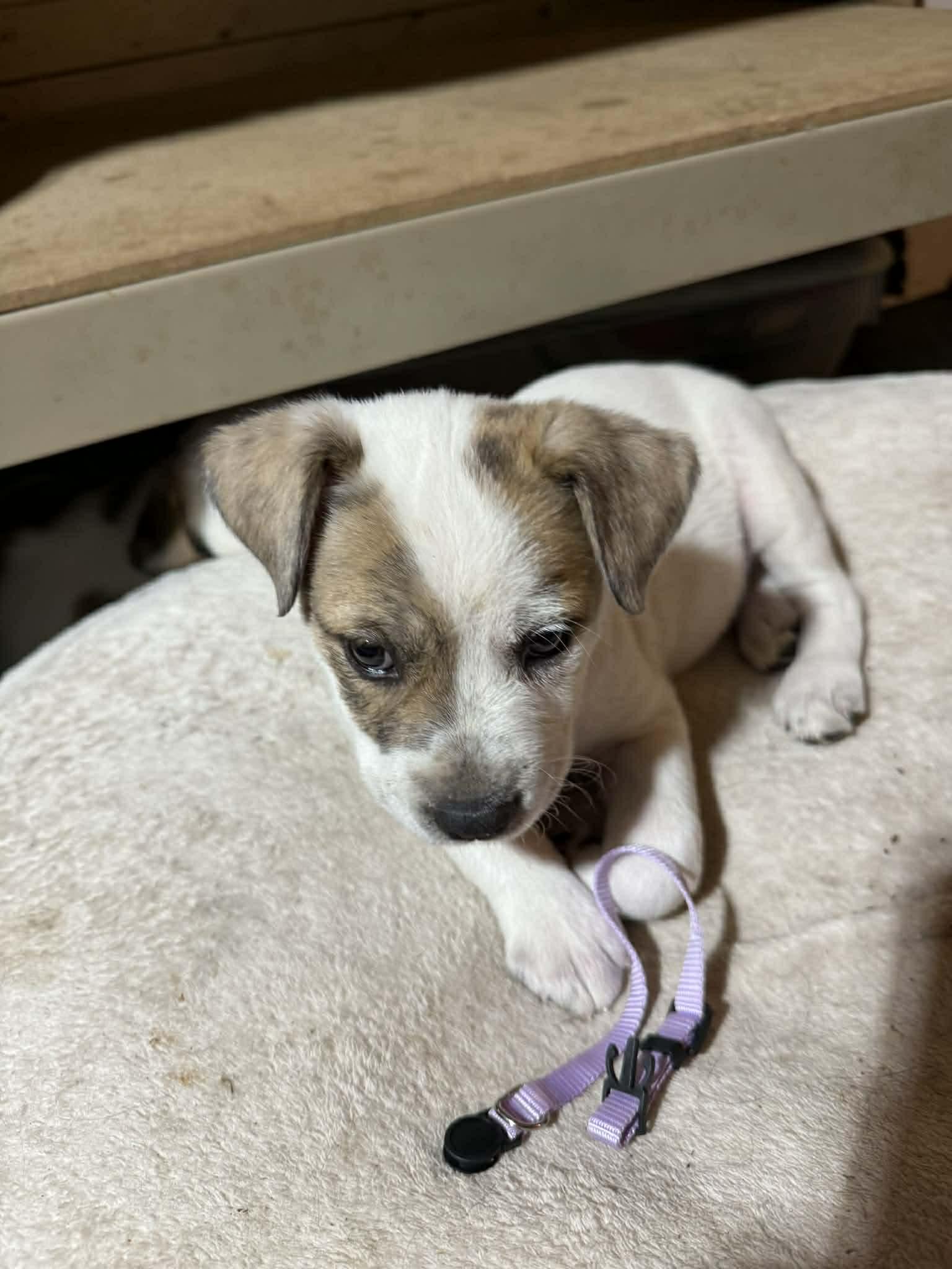 Enlarge Kia, a ADOPTABLE mixed breed in North Freedom, WI image 2/3