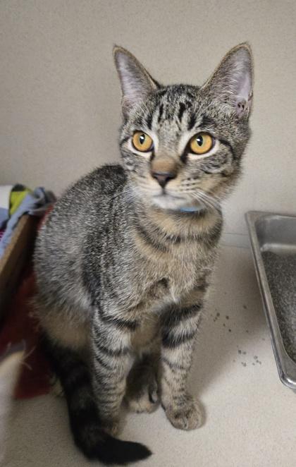 Enlarge Barrel, a Adoptable mixed breed in East Brookfield, MA image 1/1