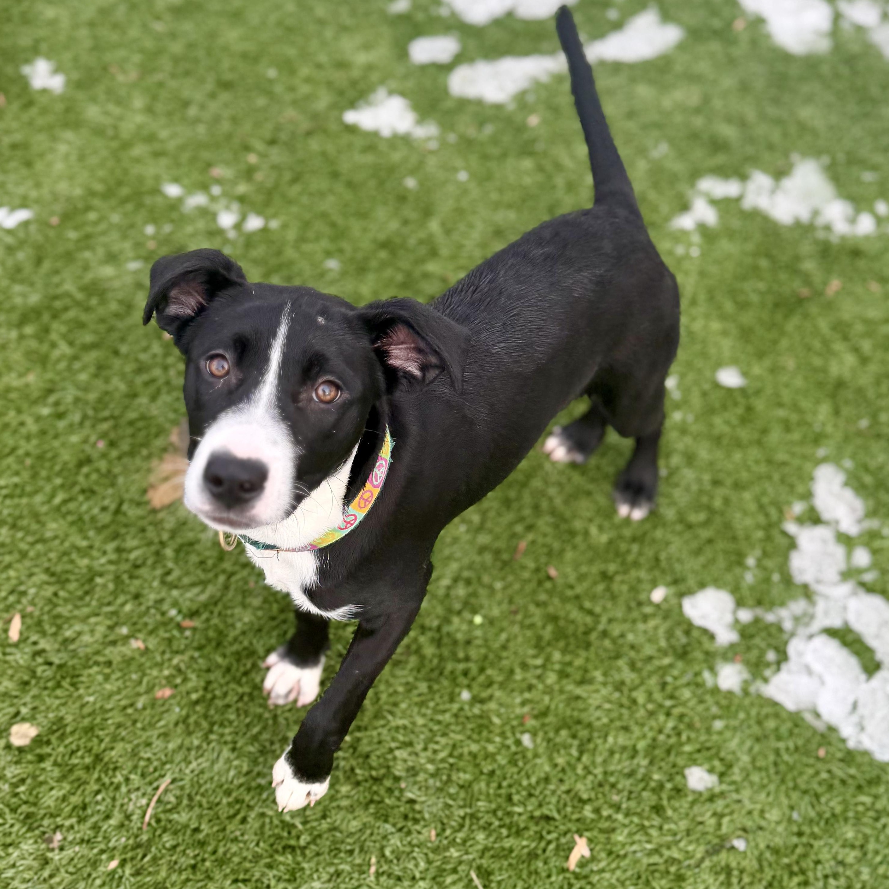 Enlarge JILLY, a Adoptable mixed breed in Cranston, RI image 3/3