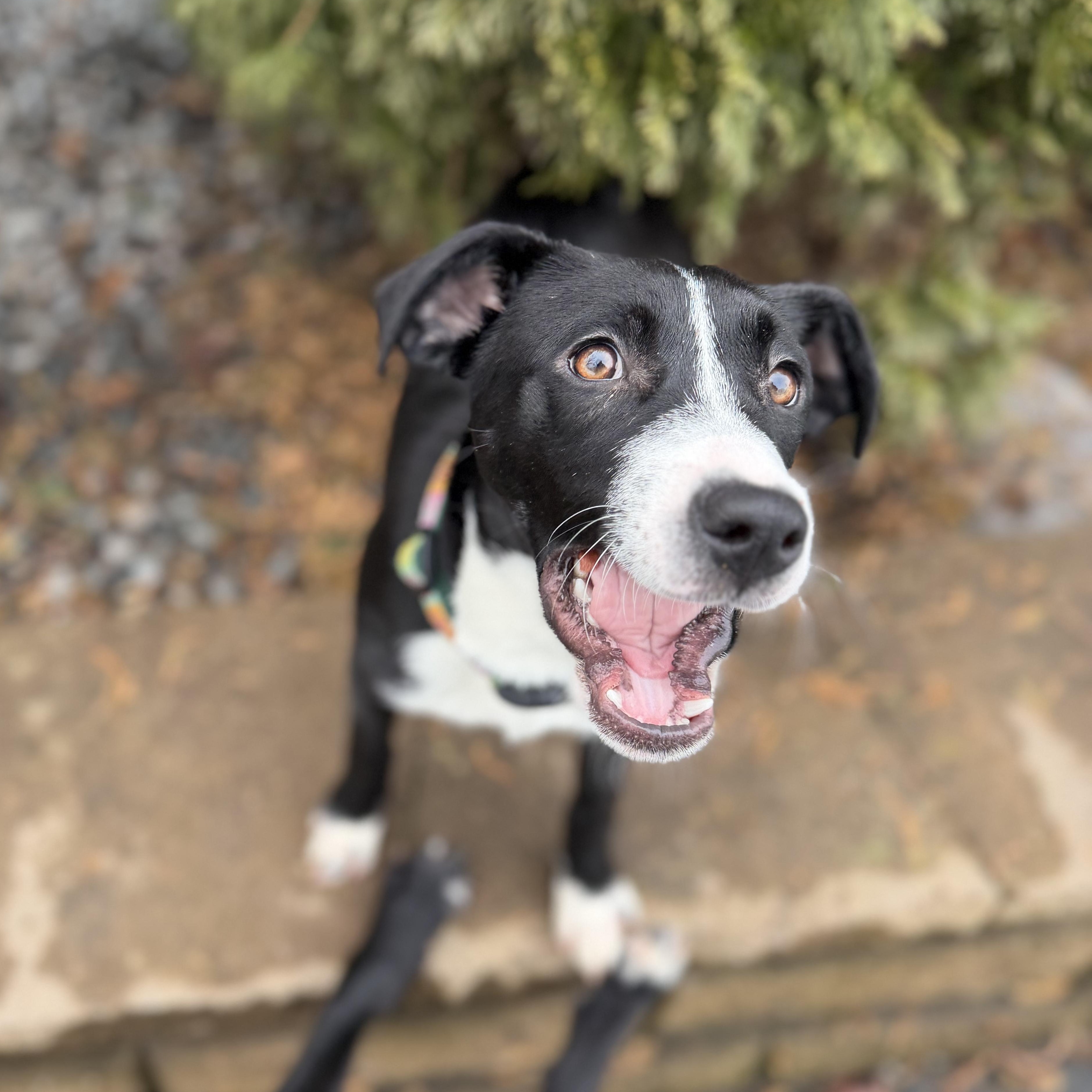 Enlarge JILLY, a Adoptable mixed breed in Cranston, RI image 2/3