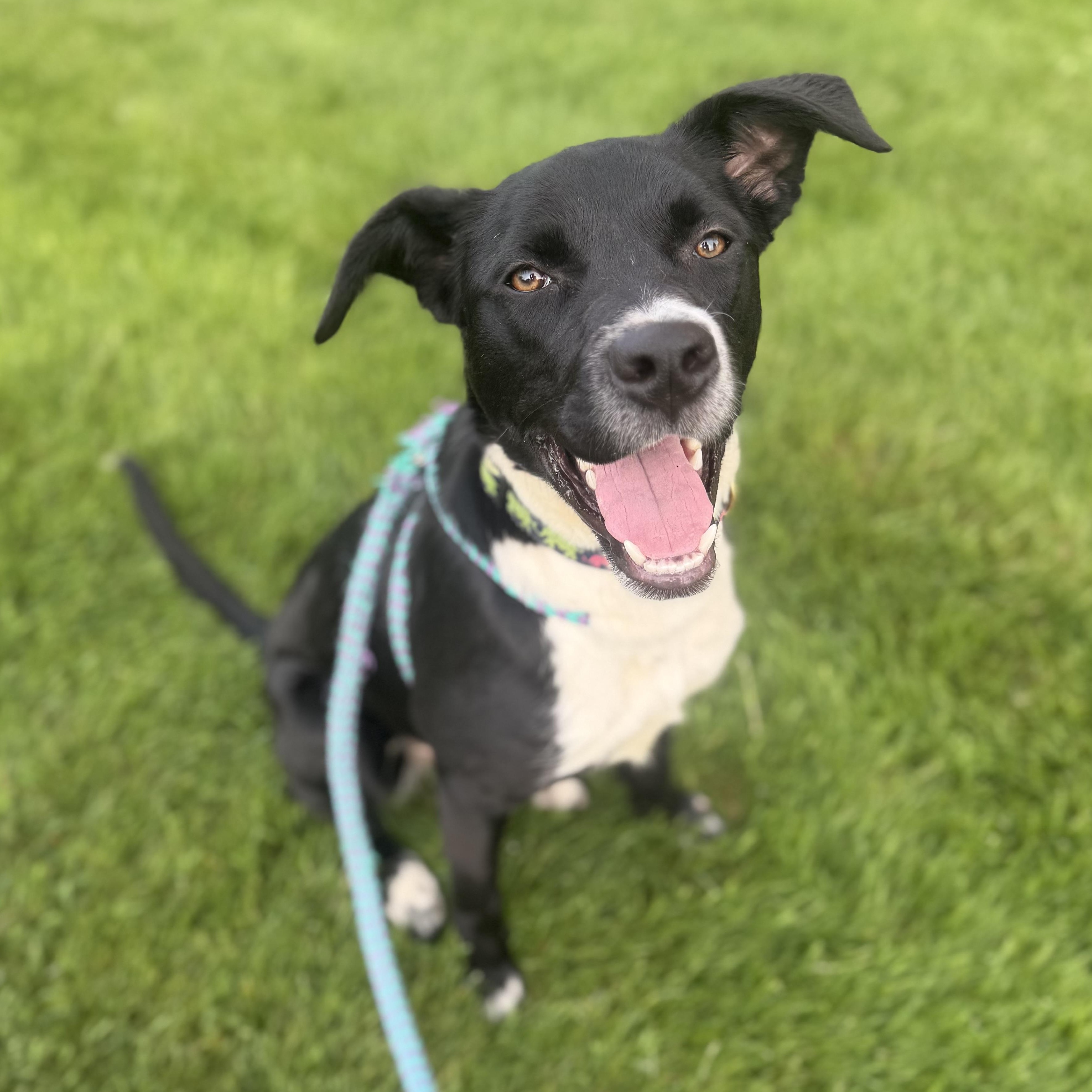 JILLY, Adoptable, Young Female Mixed Breed.