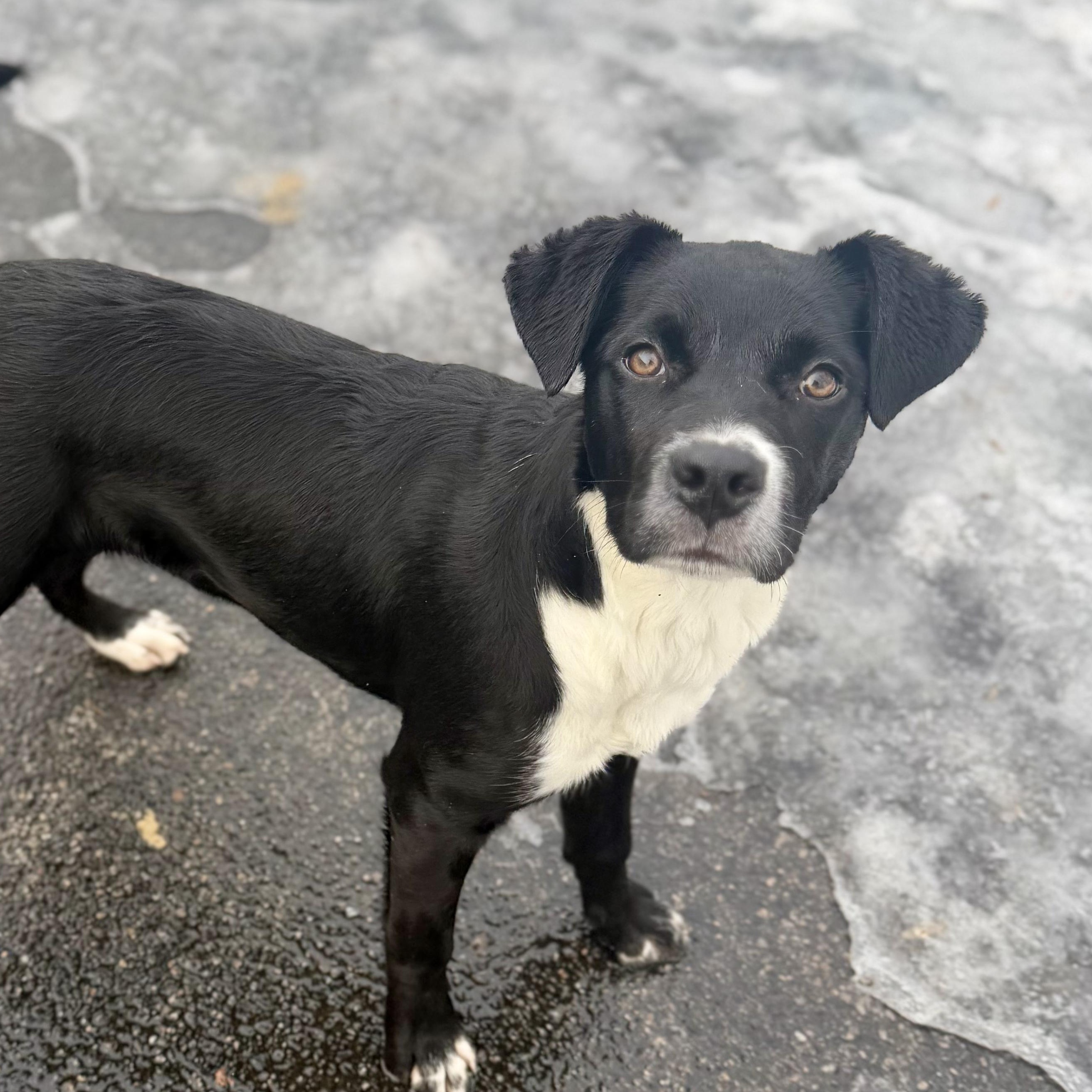 Enlarge JILLY, a Adoptable mixed breed in Cranston, RI image 1/1